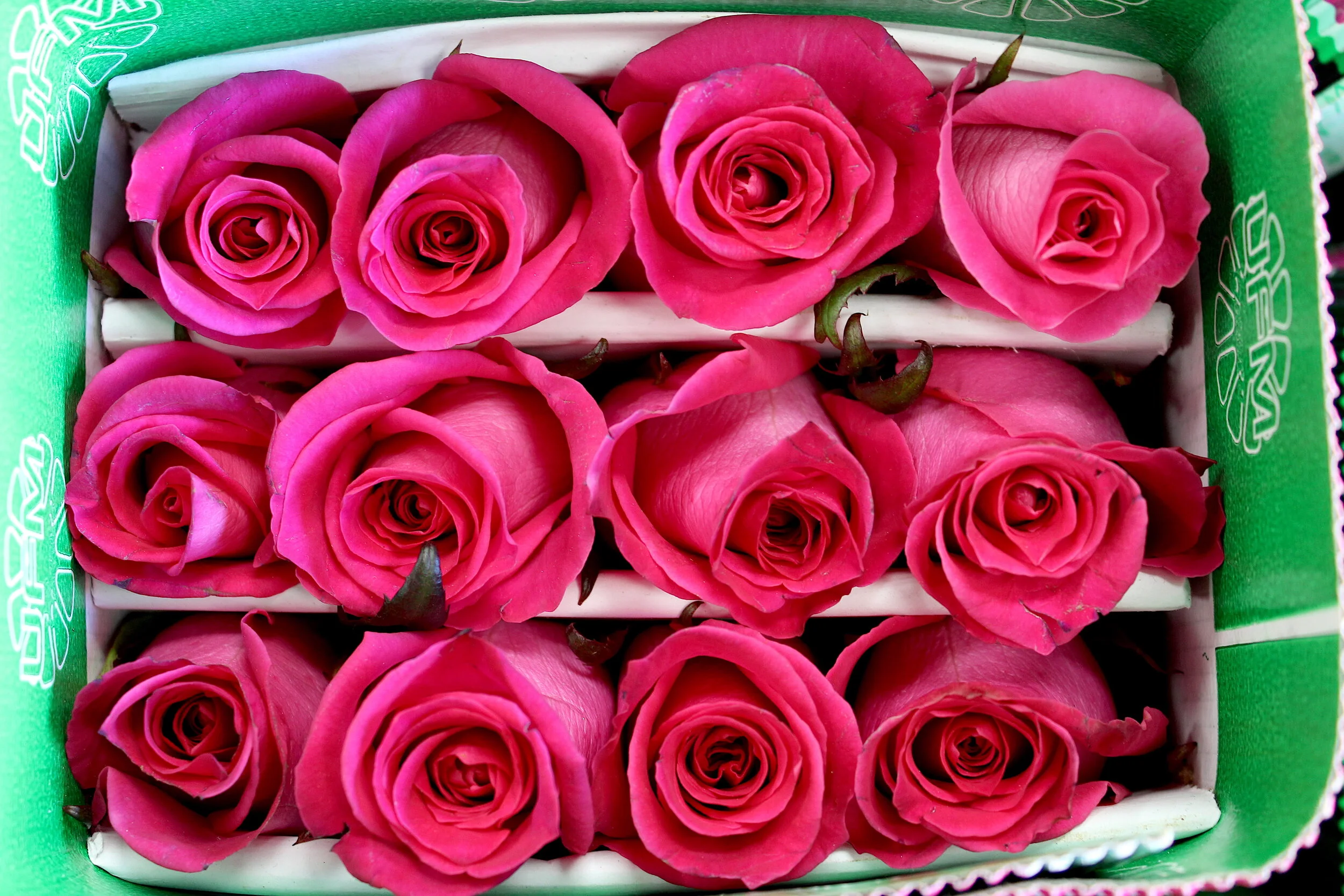 Bobby McGowan #photographer #stuntdriver #videographer #saucedistrict #blogger #fashion #bobbymcgowan street photography Jaded LA #jadedla #flowers #food #travel #perspectiveart