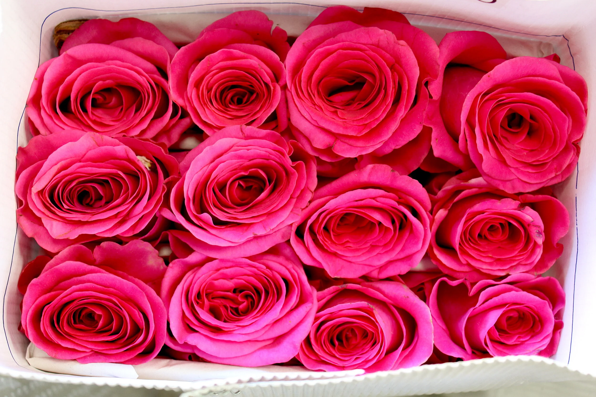 Bobby McGowan #photographer #stuntdriver #videographer #saucedistrict #blogger #fashion #bobbymcgowan street photography Jaded LA #jadedla #flowers #food #travel #perspectiveart