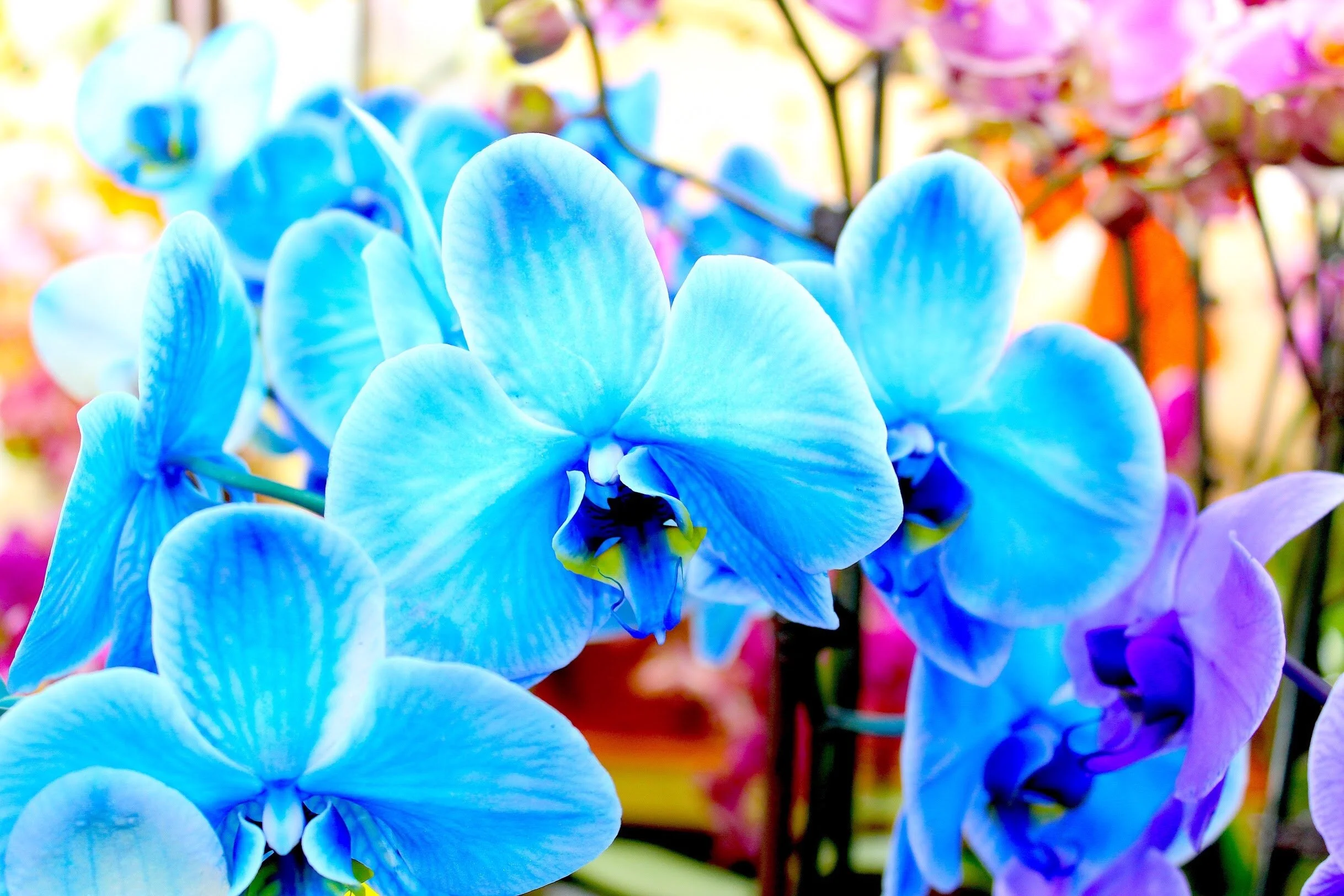 Bobby McGowan #photographer #stuntdriver #videographer #saucedistrict #blogger #fashion #bobbymcgowan street photography Jaded LA #jadedla #flowers #food #travel #perspectiveart