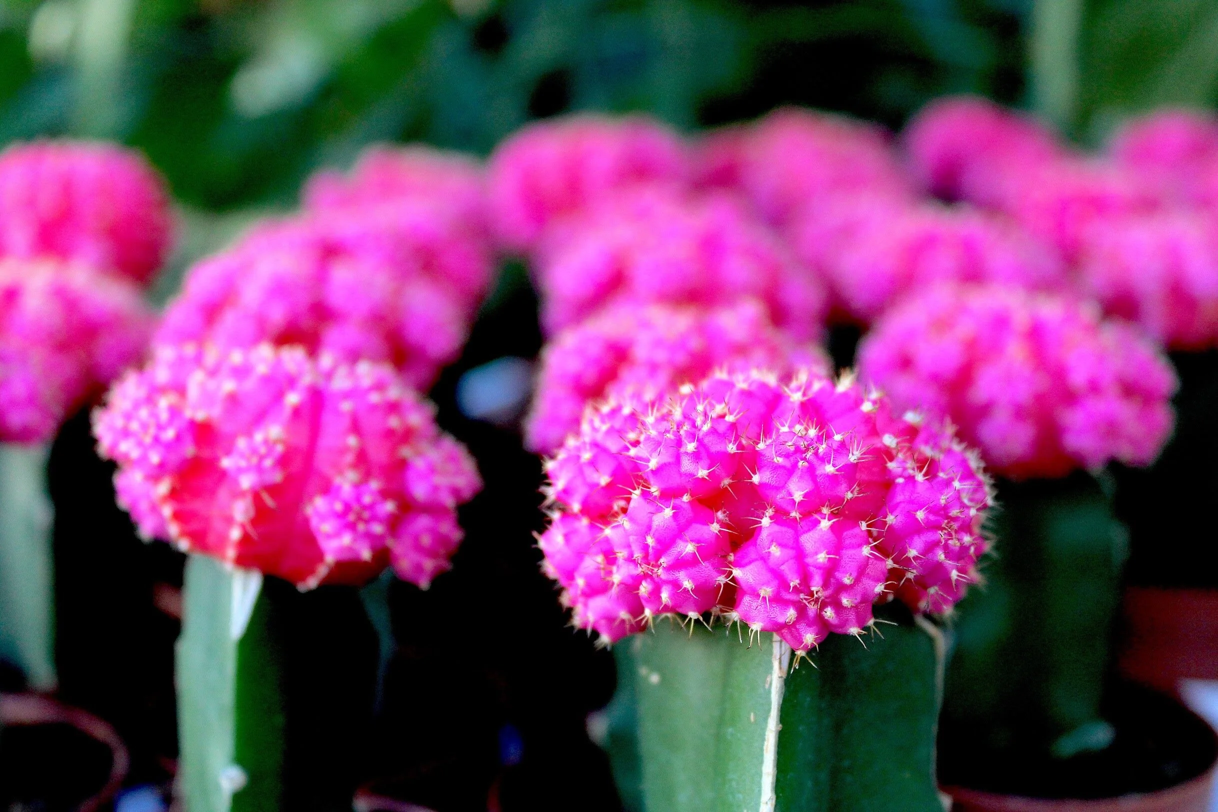 Bobby McGowan #photographer #stuntdriver #videographer #saucedistrict #blogger #fashion #bobbymcgowan street photography Jaded LA #jadedla #flowers #food #travel #perspectiveart