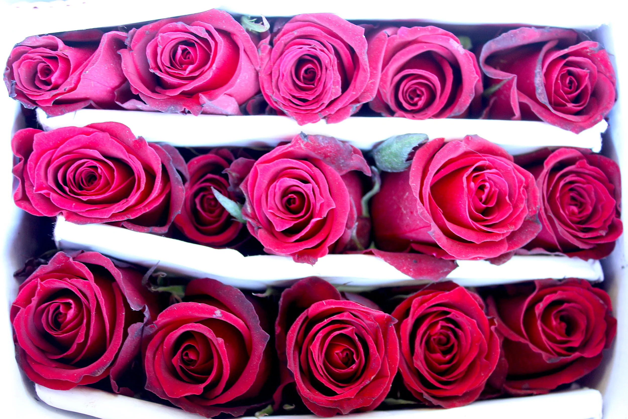 Bobby McGowan #photographer #stuntdriver #videographer #saucedistrict #blogger #fashion #bobbymcgowan street photography Jaded LA #jadedla #flowers #food #travel #perspectiveart