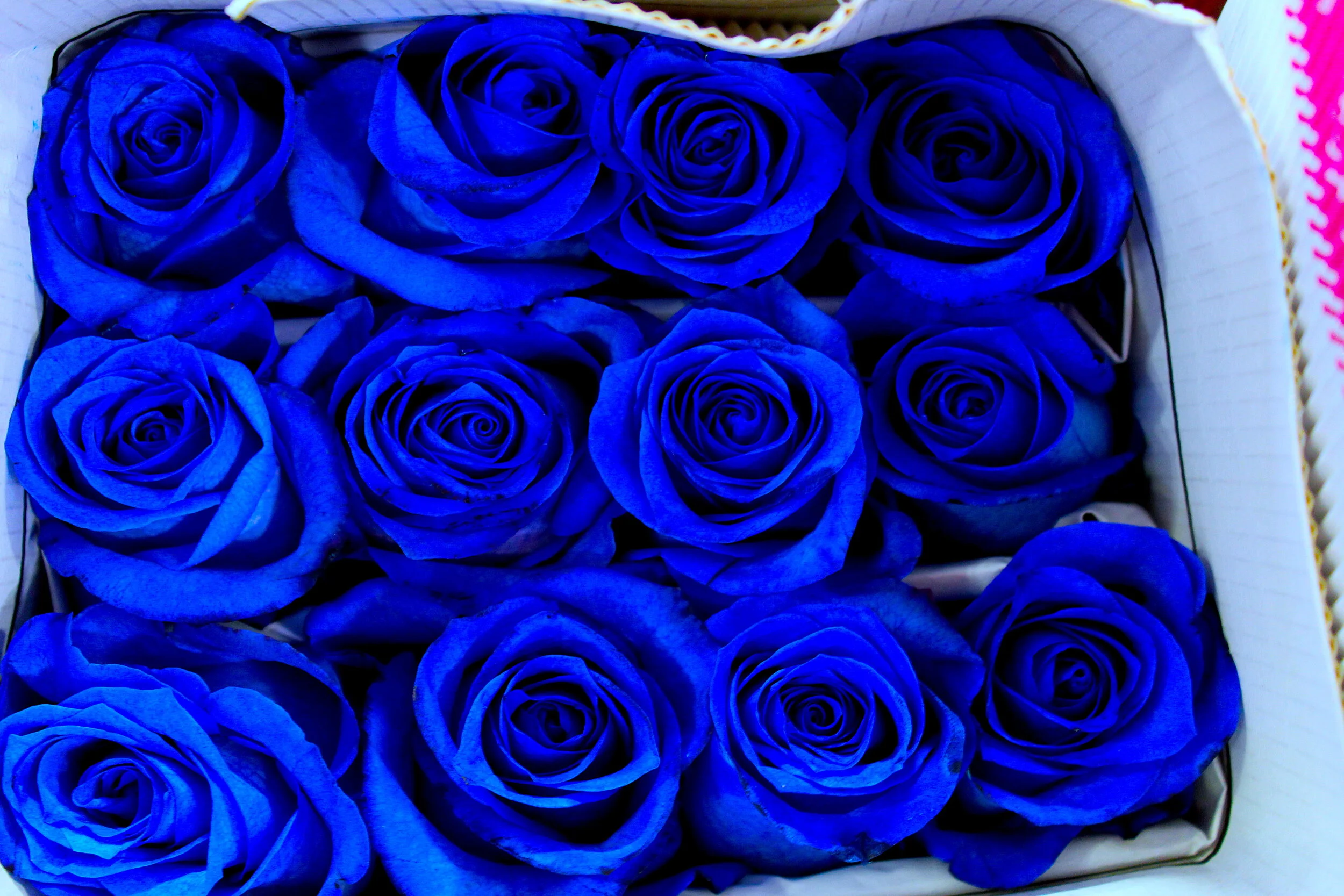 Bobby McGowan #photographer #stuntdriver #videographer #saucedistrict #blogger #fashion #bobbymcgowan street photography Jaded LA #jadedla #flowers #food #travel #perspectiveart