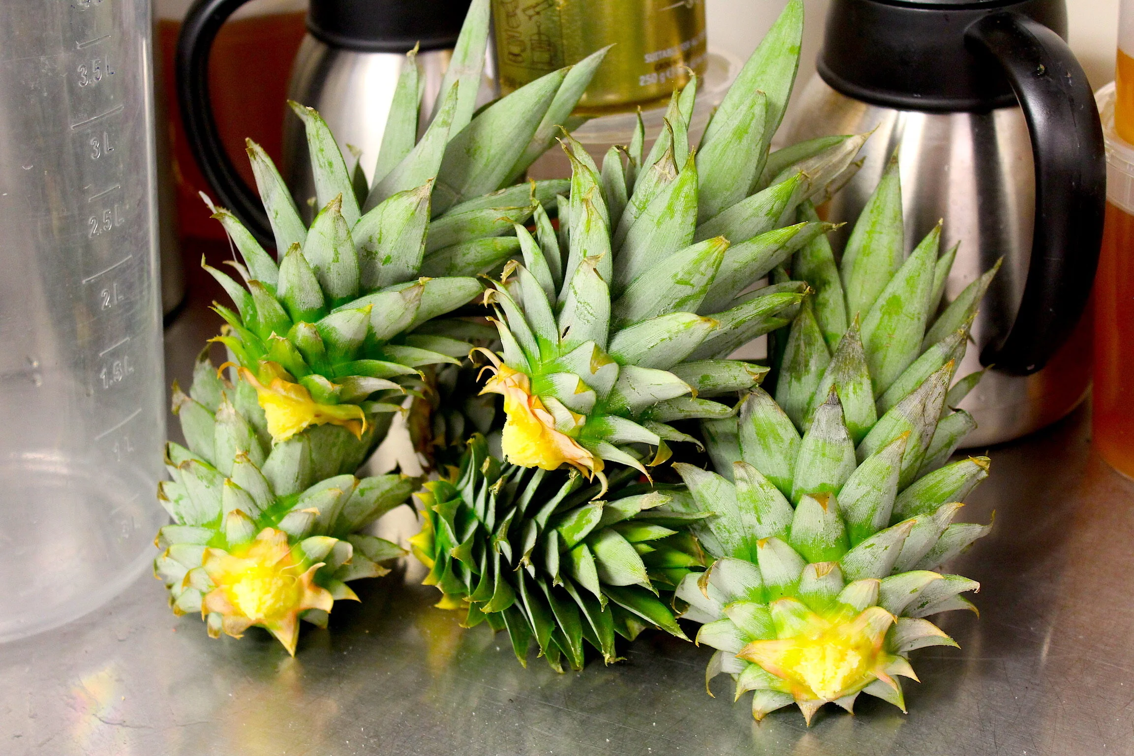 Bobby McGowan #photographer #stuntdriver #videographer #saucedistrict #blogger #fashion #bobbymcgowan street photography Jaded LA #jadedla #flowers #food #travel #perspectiveart