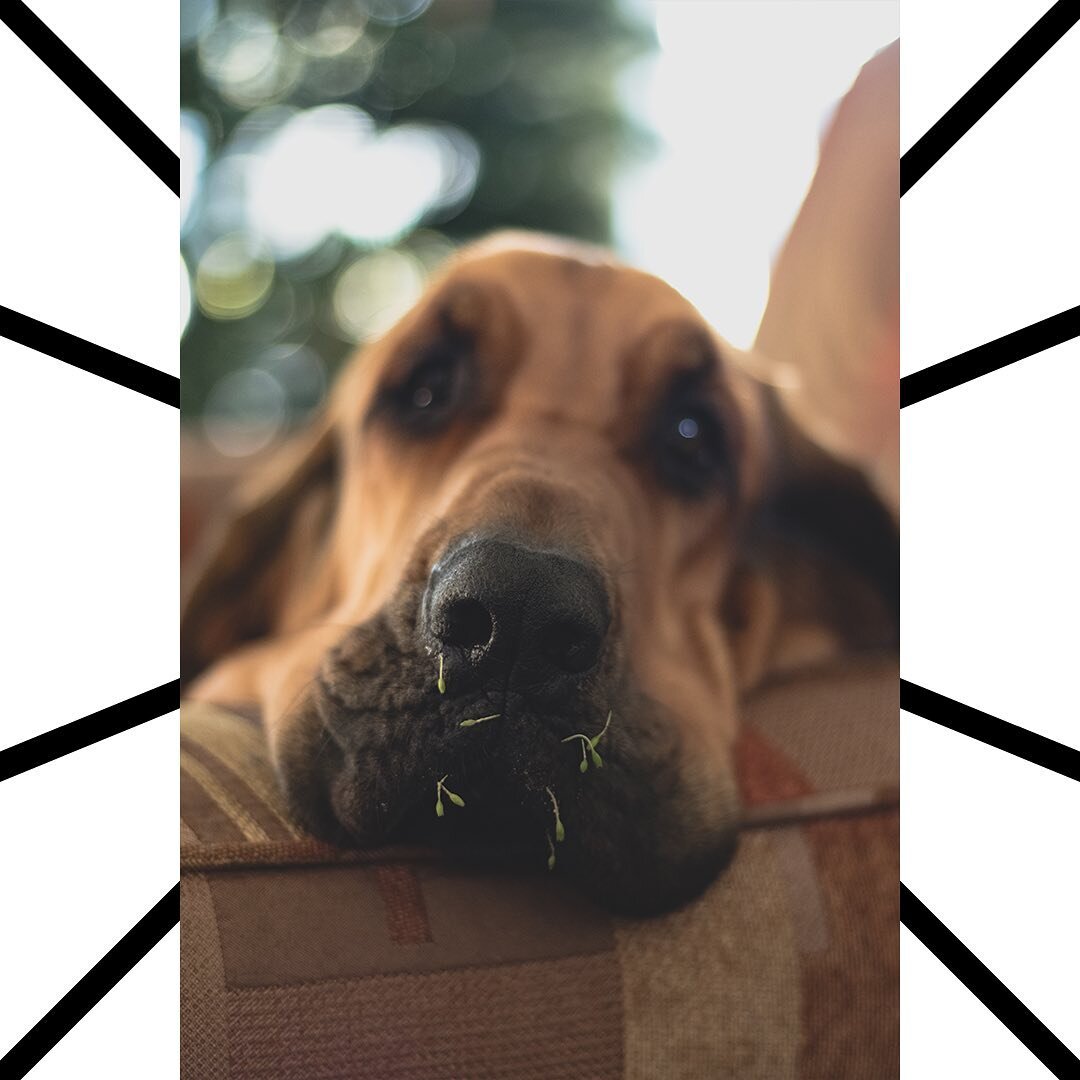 My Grandpas spirit animal

.
.
.
.
.
.
#photography #dog #pet #photo #canon #m50 #adobe #photoshop #lightroom #50mm
