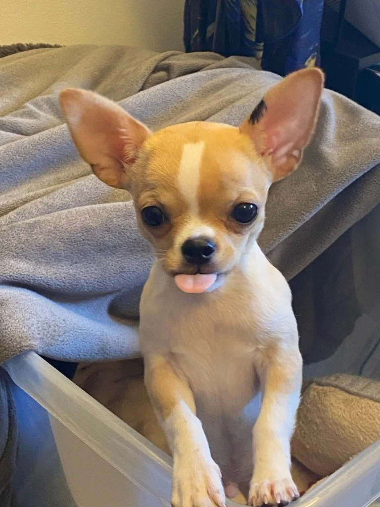 Fawn colored chihuahua puppy with his tongue out