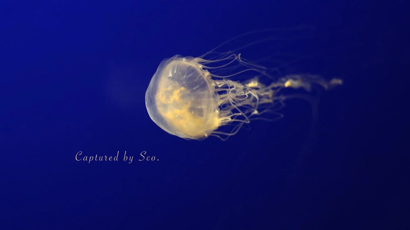 Sea Nettle | Fort Fisher, NC #oceanlife #sea #marinephotography #oceanphotography #sealife