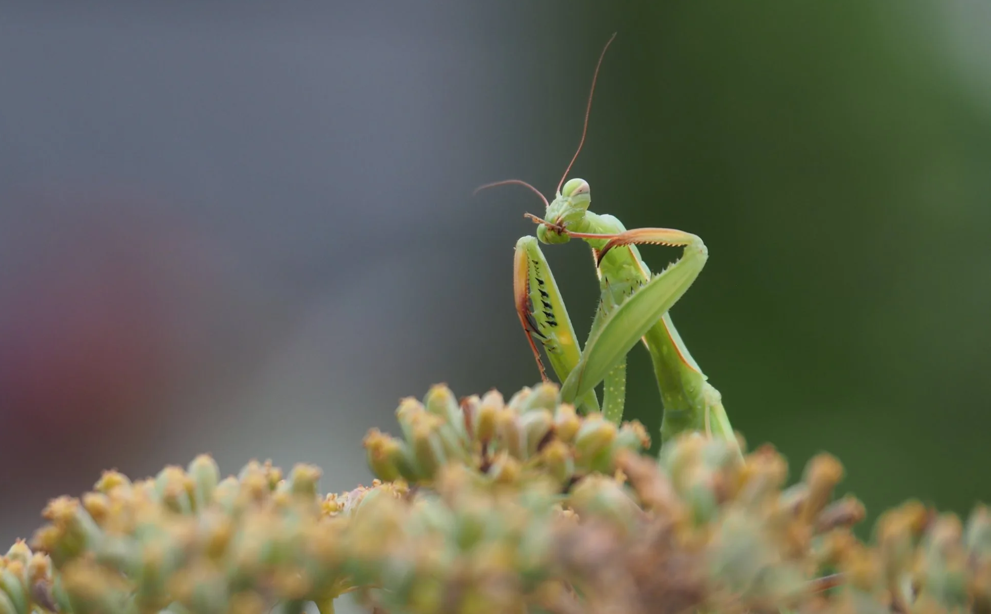 A praying mantis grooms themself.