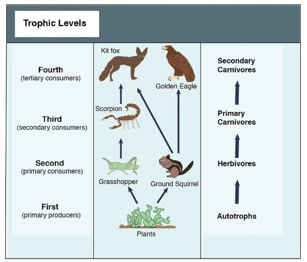 The relevance of trophic interactions to wild animal welfare — Wild Animal  Initiative