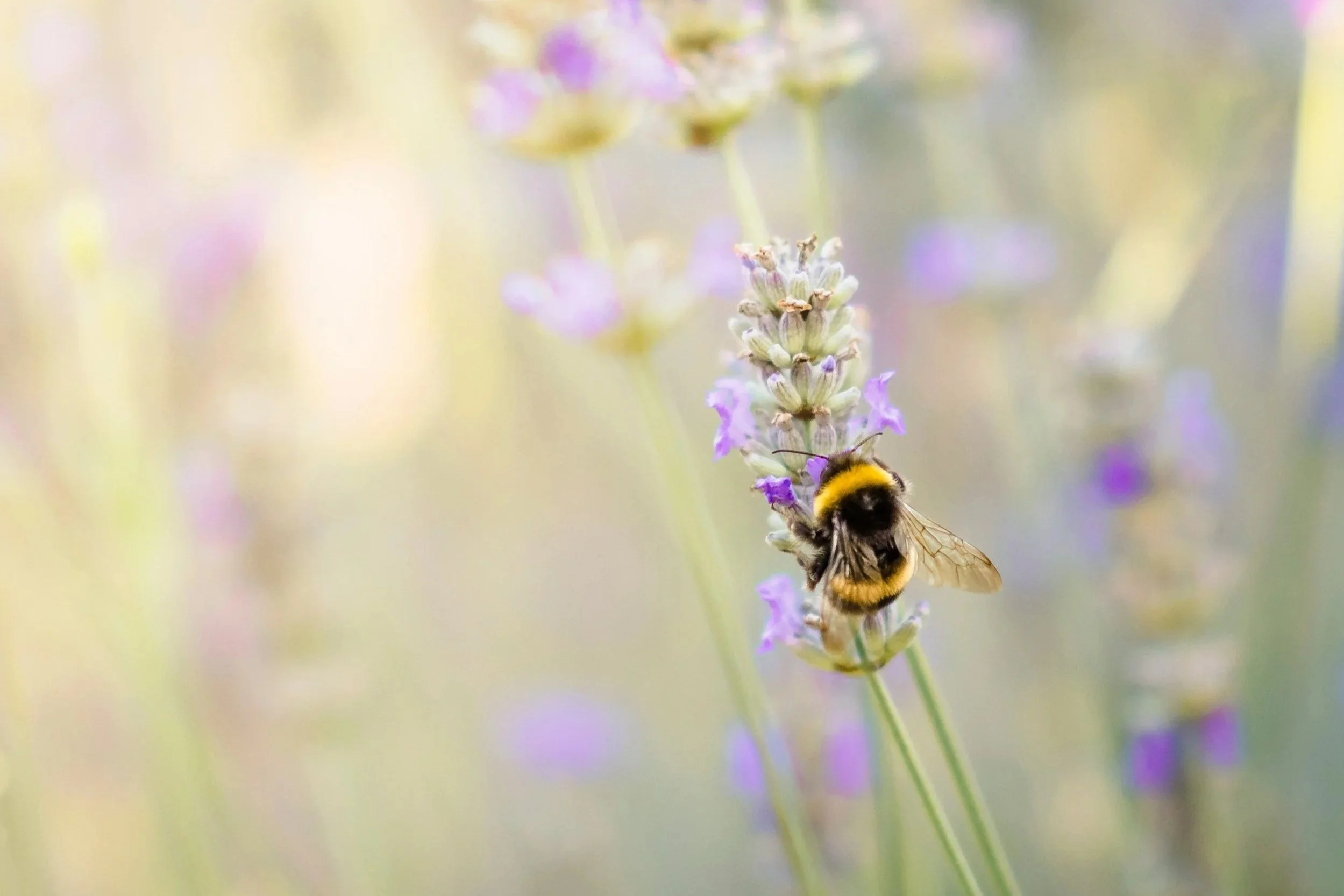 A novel field method for assessing bumblebee welfare