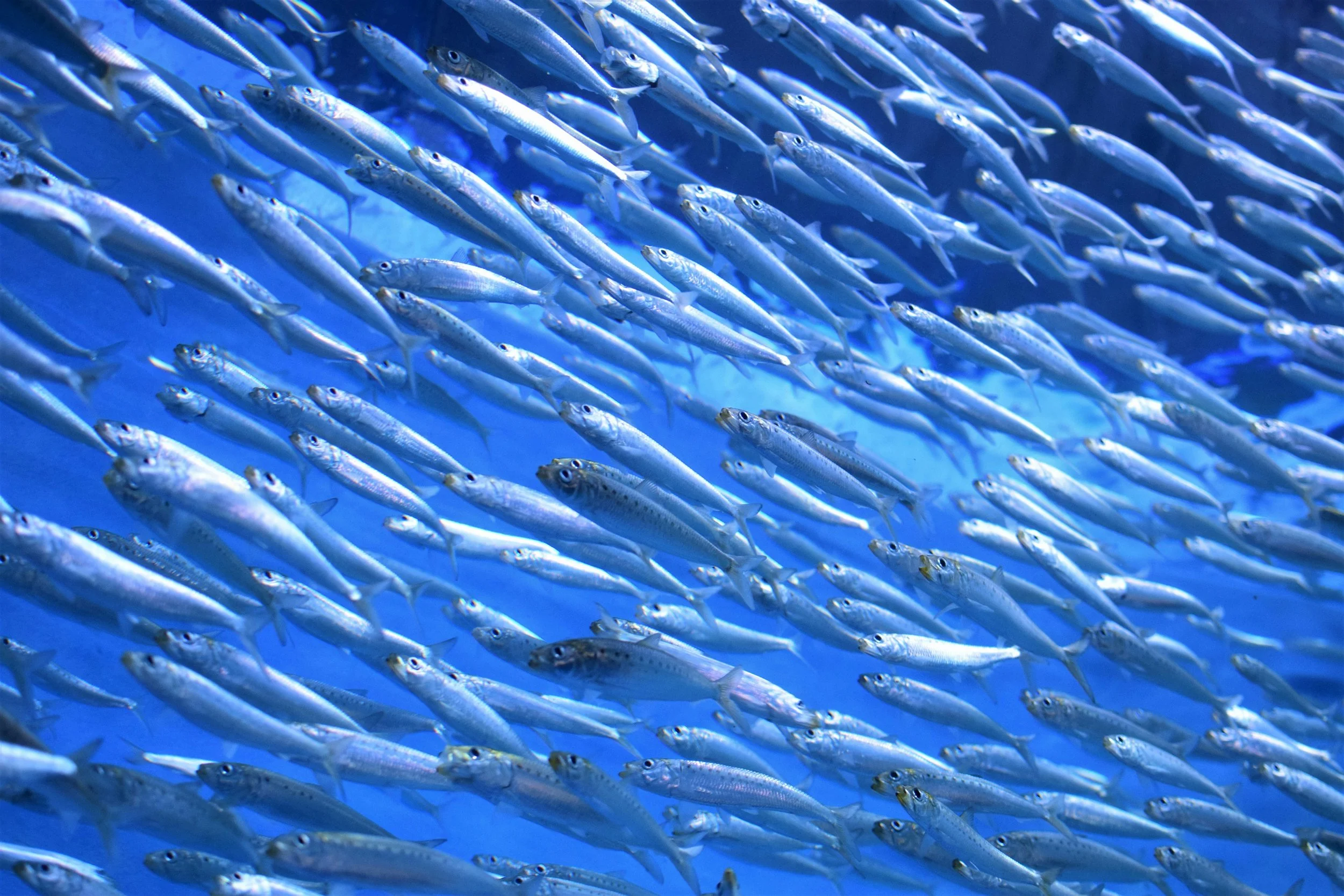 Wild fish welfare: injuries and deformities