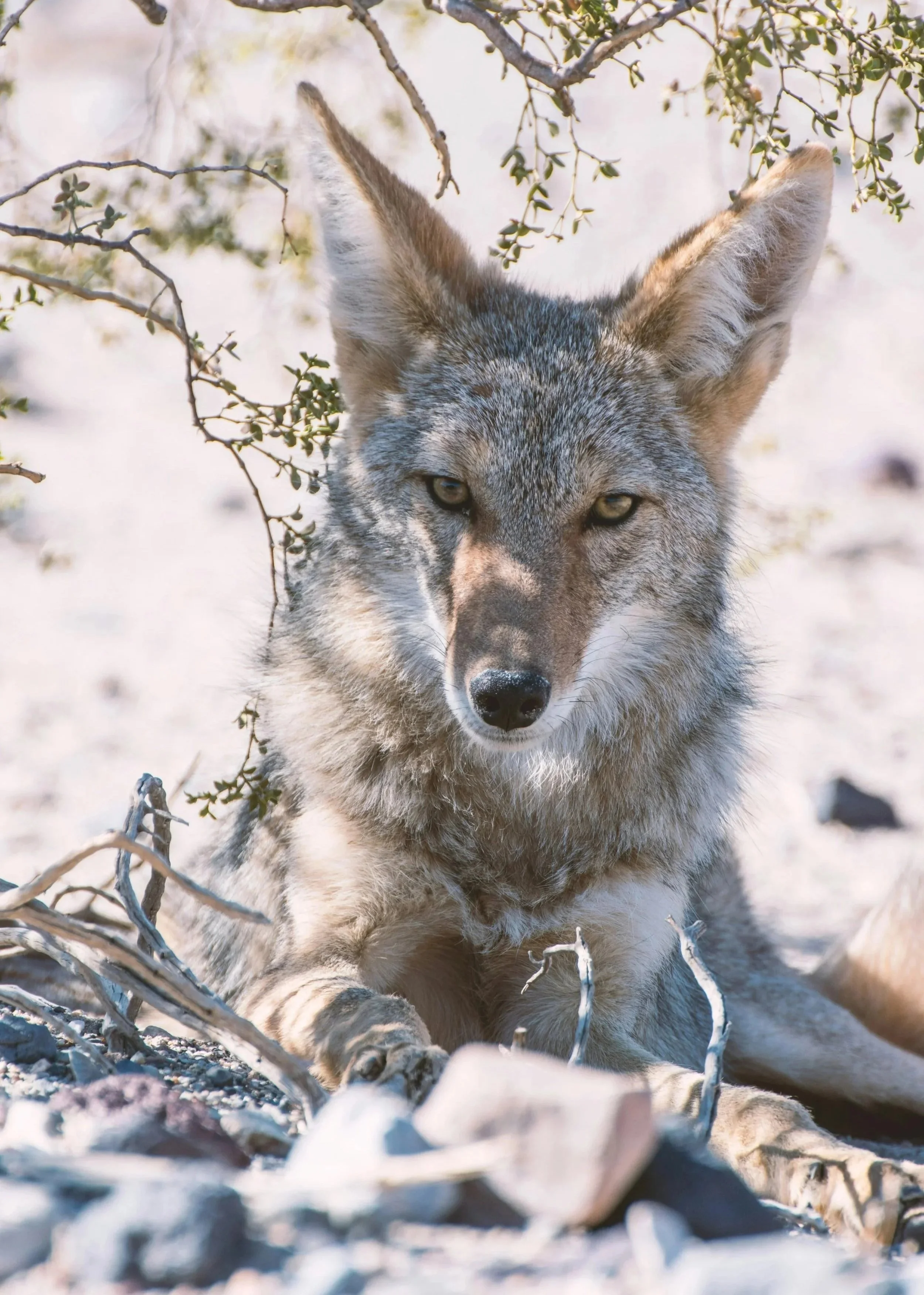 A coyote sitting on a sandy, rocky surface looks at the camera.
