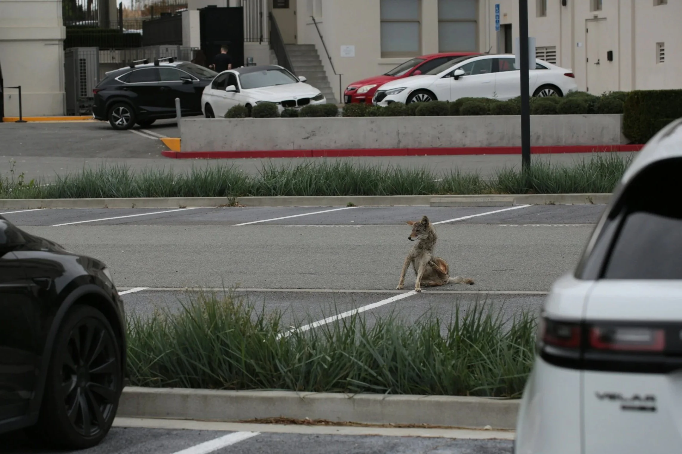 A coyote sitting in a half-empty parking lot scratches an itchy arm.
