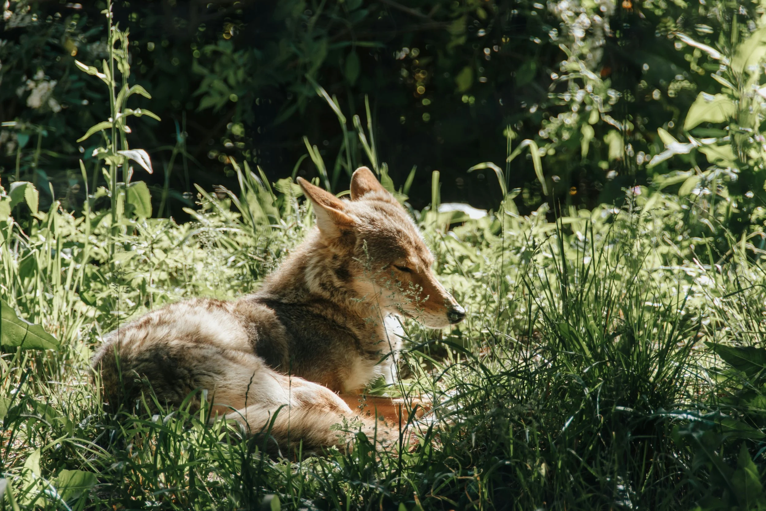 A coyote rests in a shady spot full of vegetation.