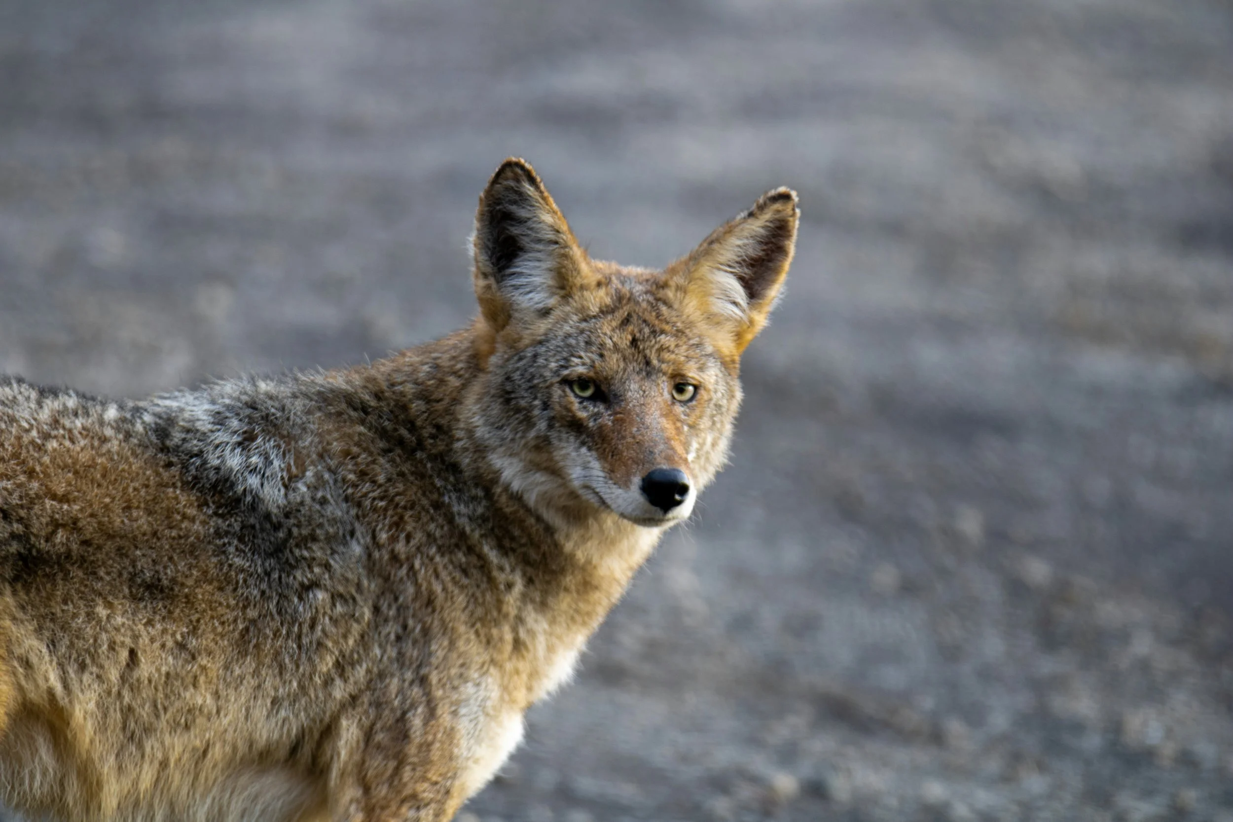 A western coyote standing in front of a blurry grey background looks at the camera.