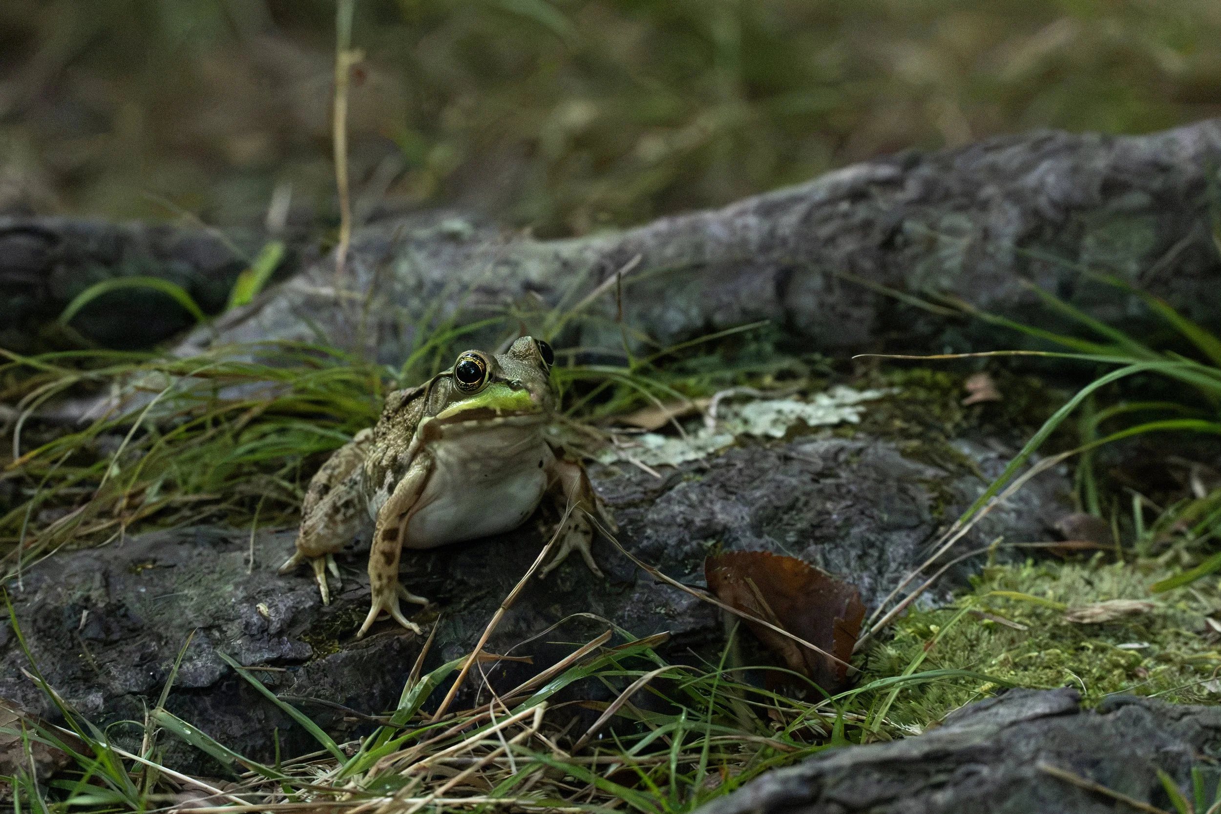 A frog sits on a mossy log