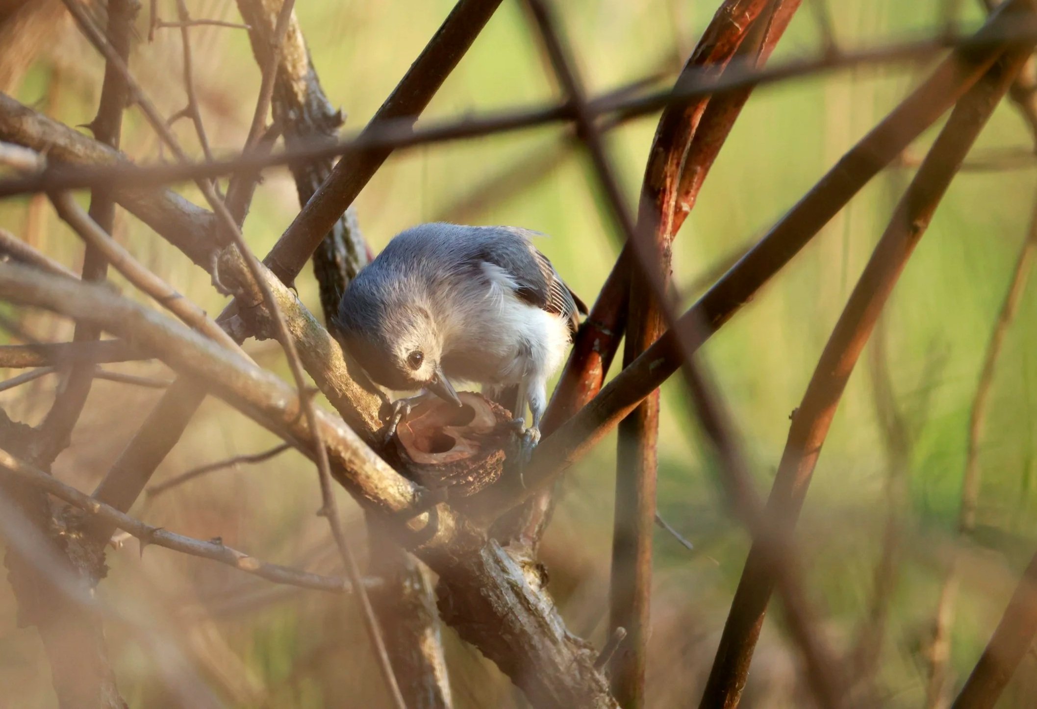 Hidden in dense brush, a tufted titmouse inspects a walnut shell for food.