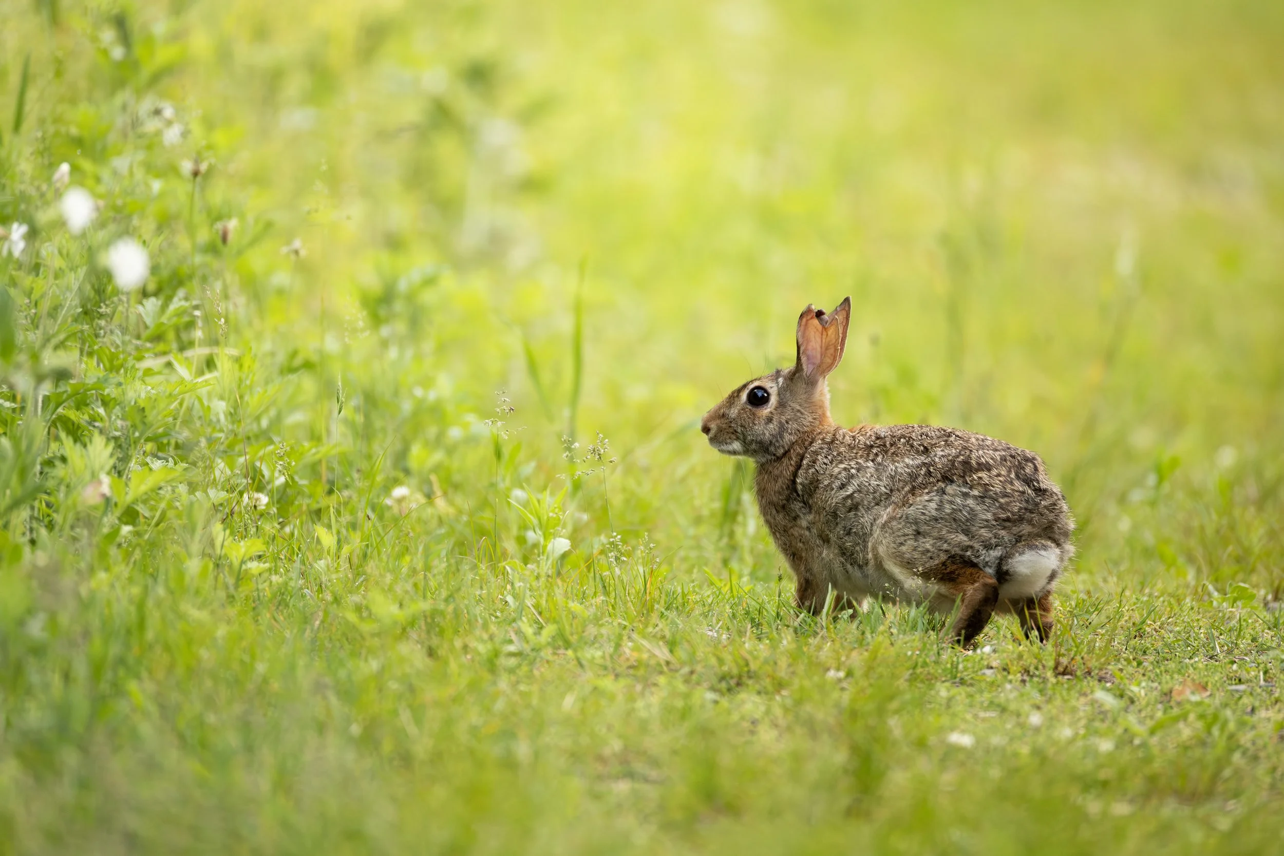 An eastern cottontail rabbit with an injured ear stands in a grassy field where white flowers bloom.