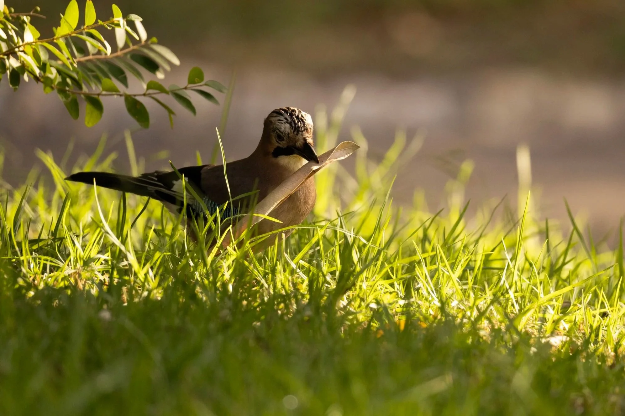 A Eurasian jay picks up a dried leaf from the grass.