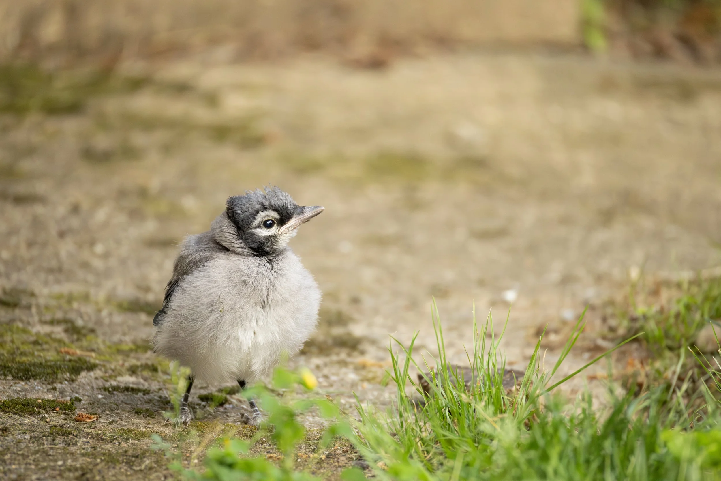 A blue jay fledgling stands in a suburban backyard