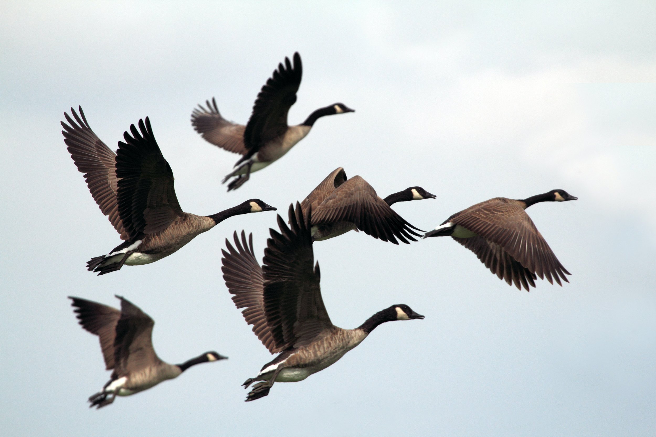 Goose, Anatomy, Migration & Behavior