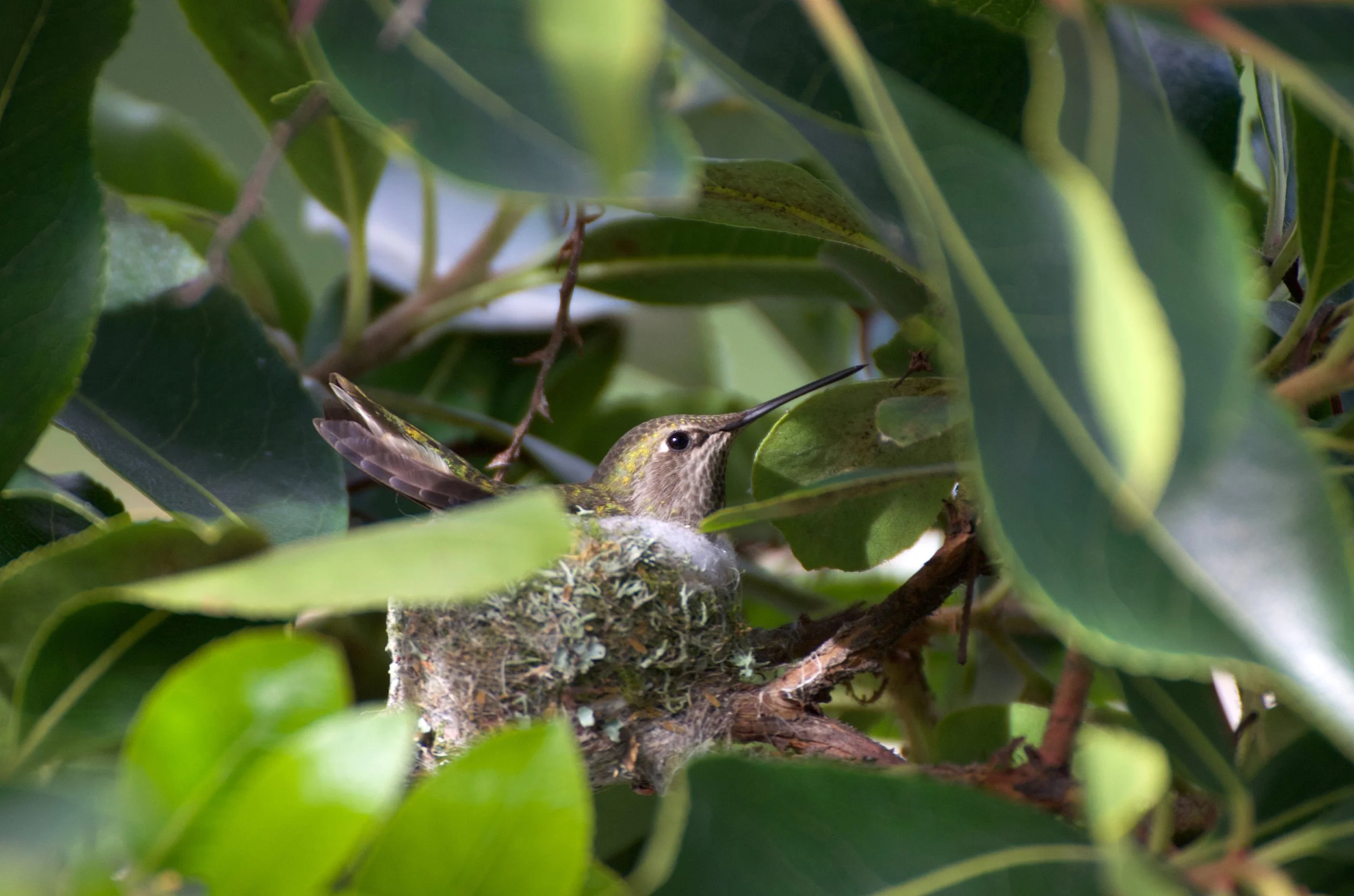 A hummingbird rests in their nest tucked into a bush.