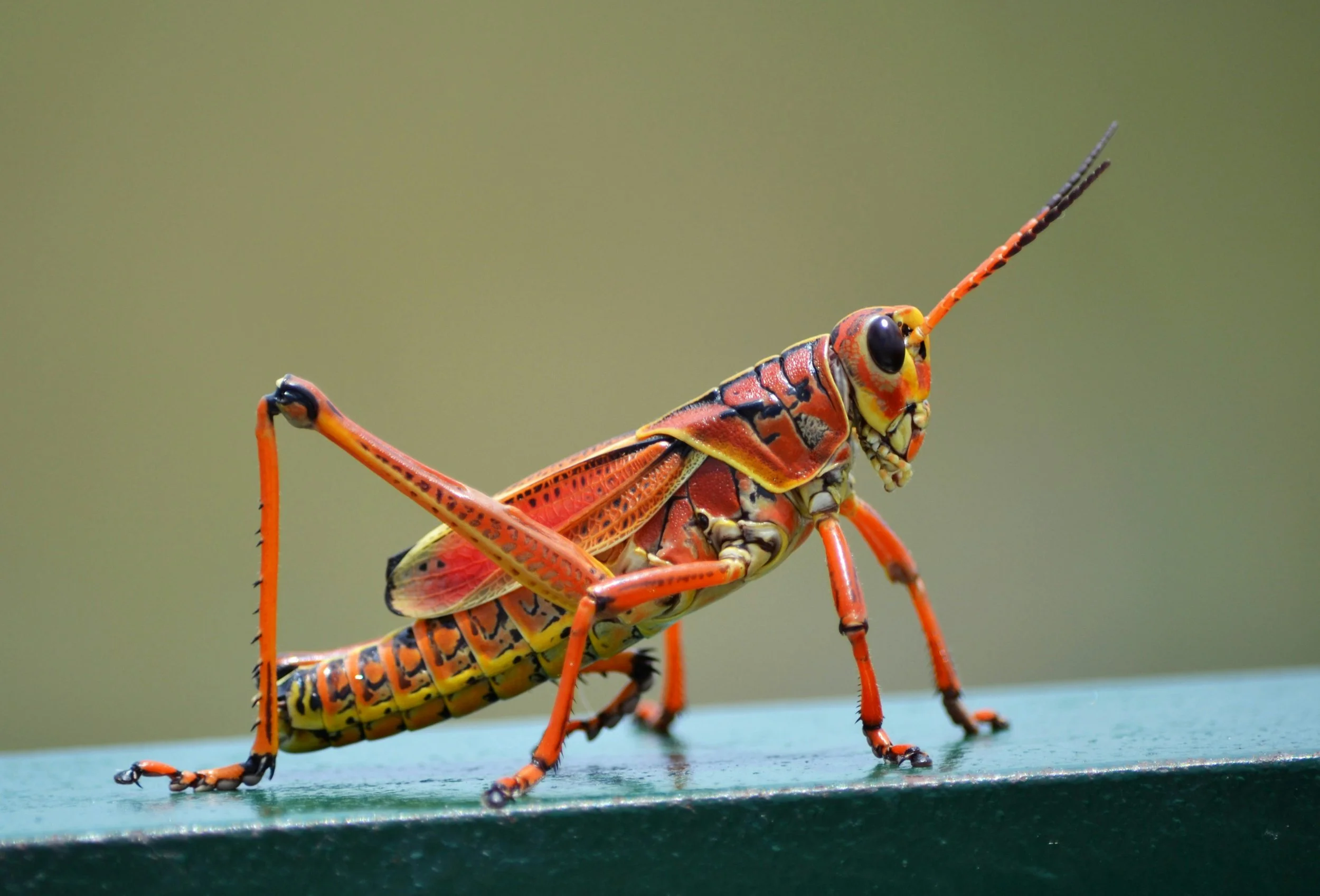 Orange grasshopper on a wooden post.