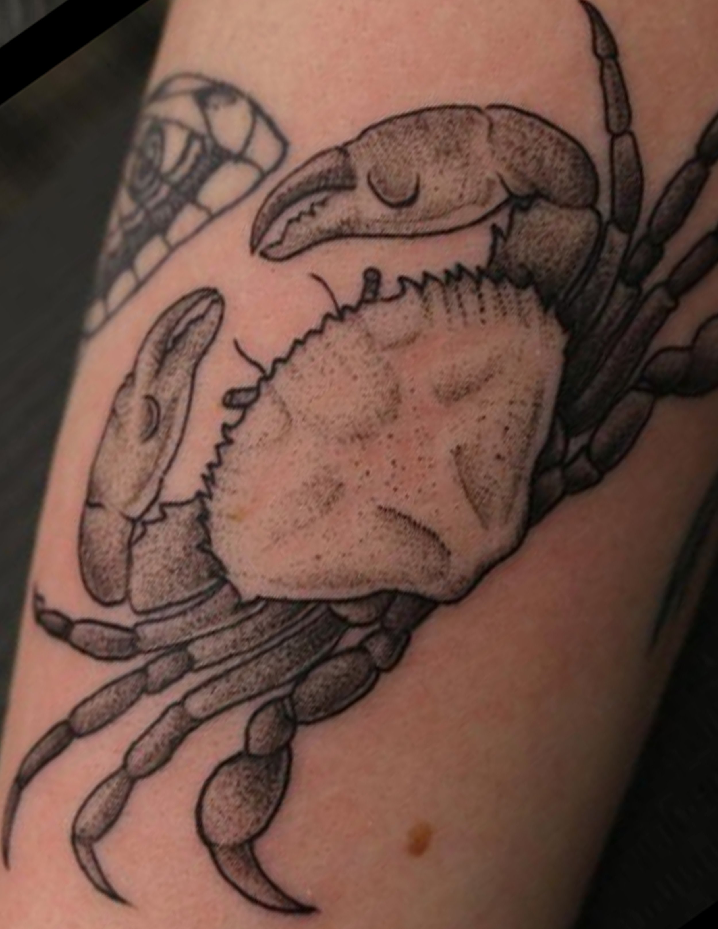 crab_01.jpg