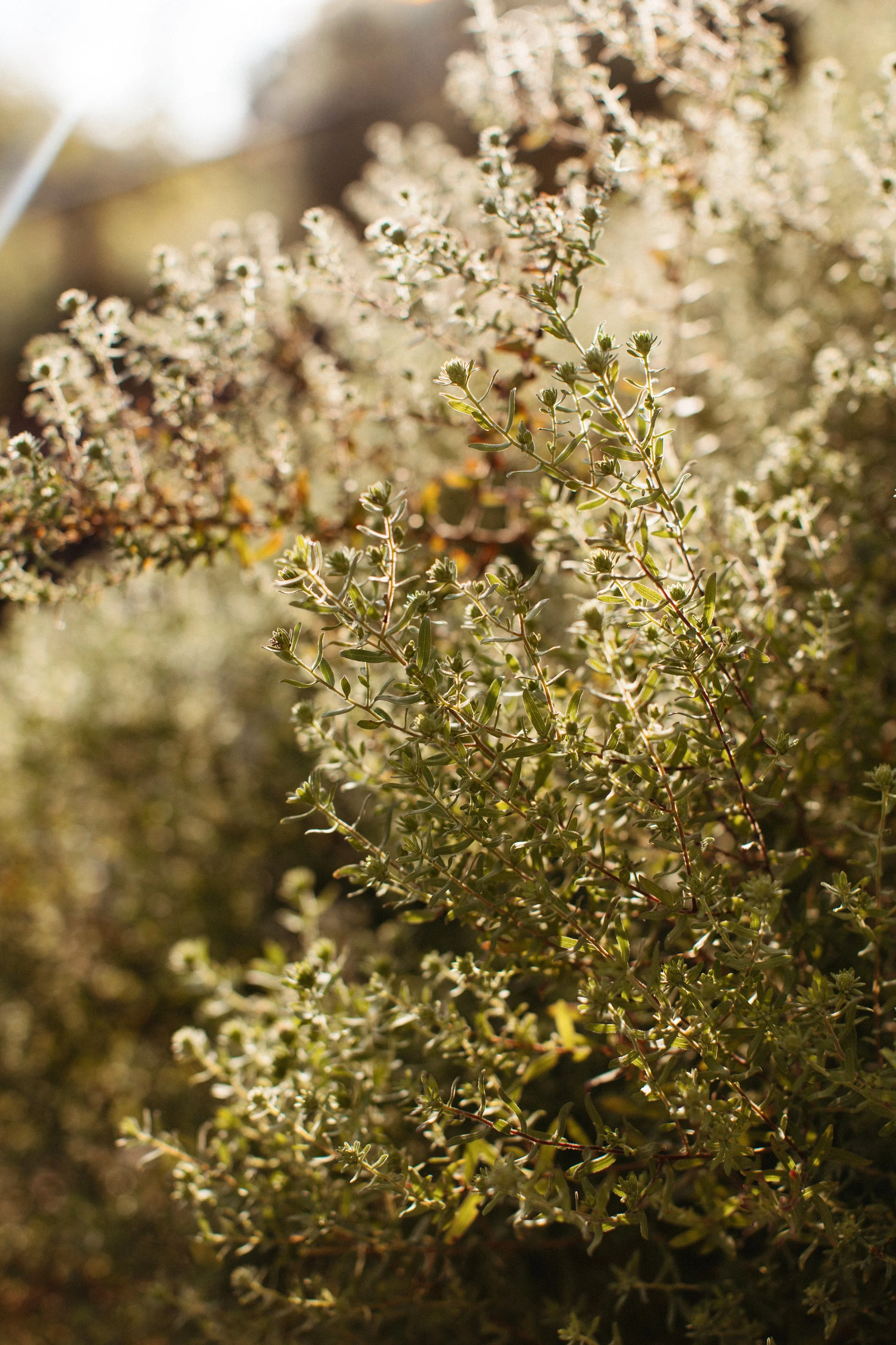 46-Hare-Wedding_244.jpg