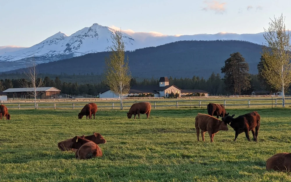 Our Blog | Sisters, Oregon Beef — Pole Creek Ranch
