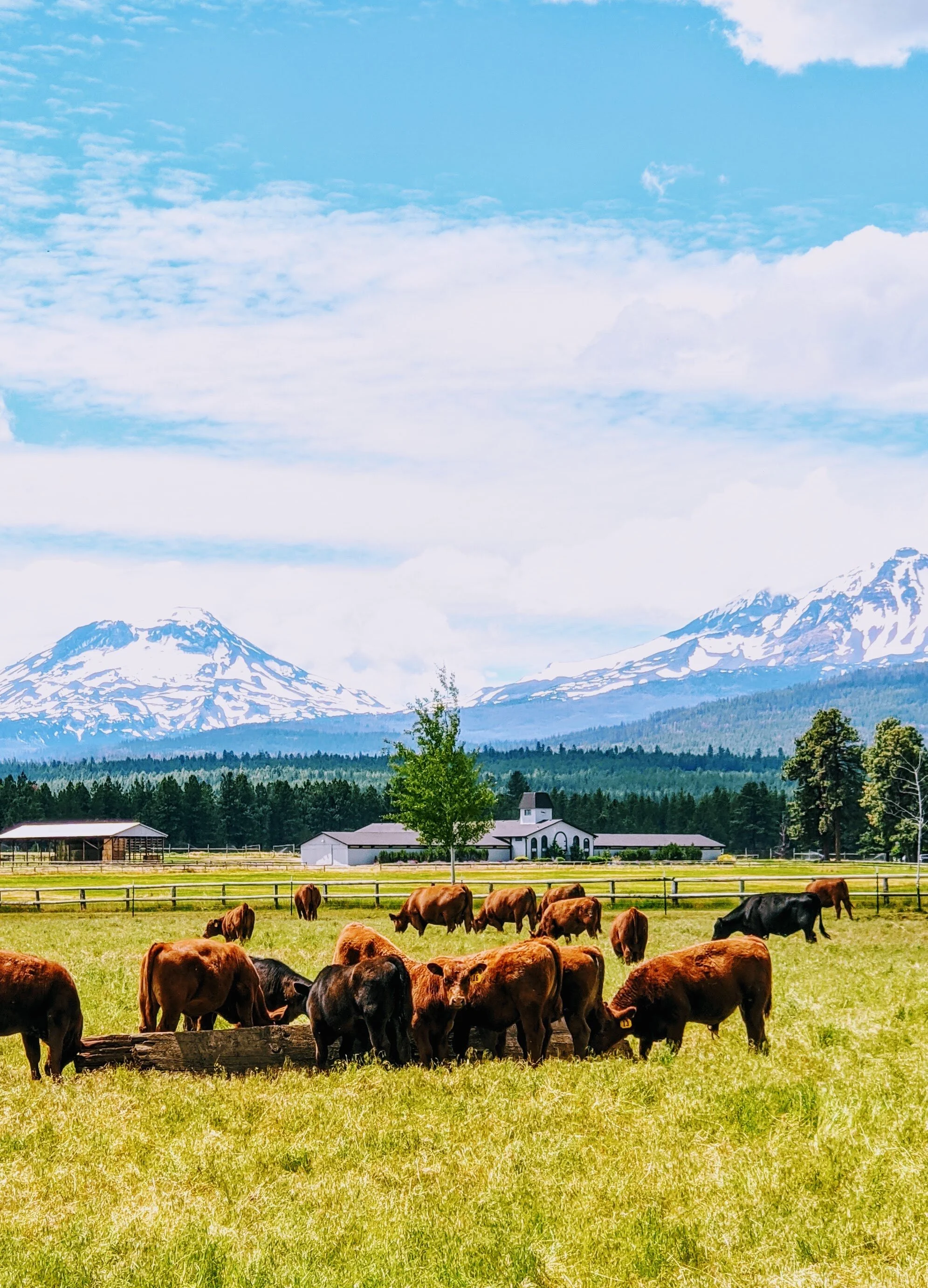 Pole Creek Ranch Red Angus Beef From Our Ranch to Your Home