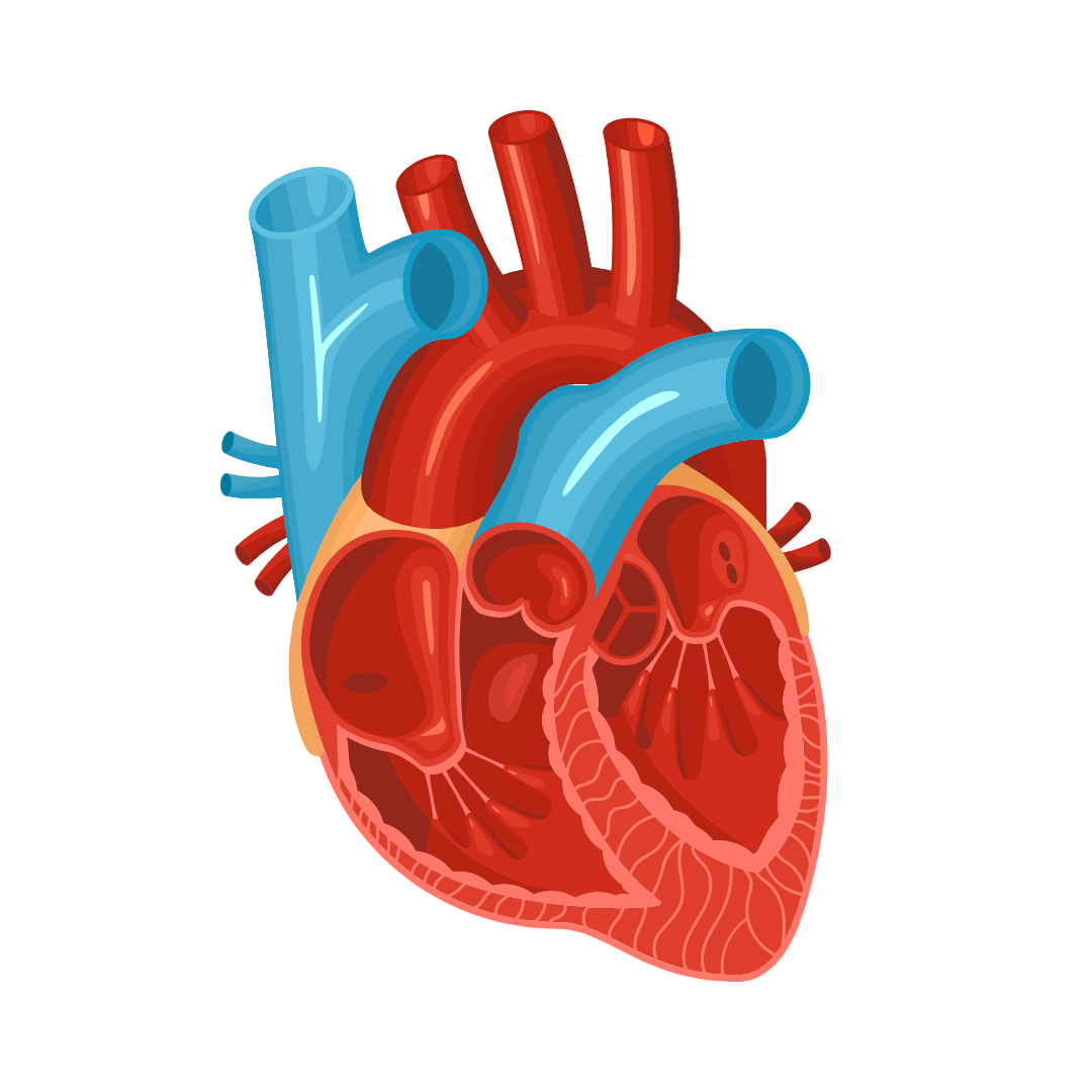 Cardiac Valve Disease