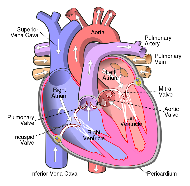 Heart Valves