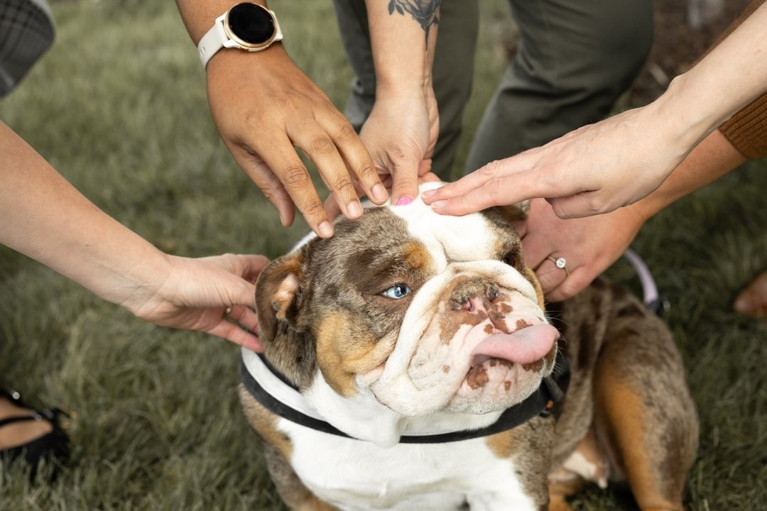 If you've ever thought, &quot;I really want to book a photo session but I want to bring my dog; I wonder if that's okay!&quot; This photographers answer is yes. Always yes! 

This is Willow, a two year old English bulldog that I got to photograph and