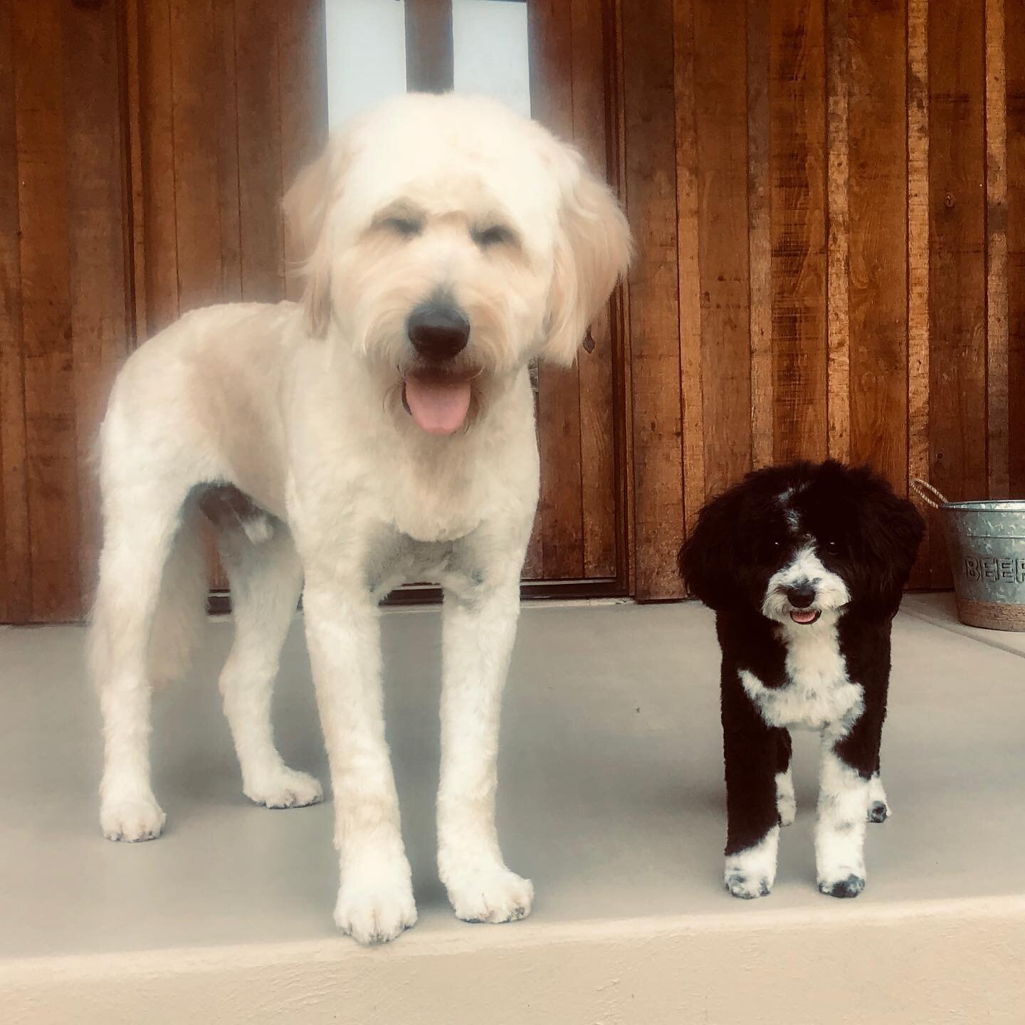 Epic haircut fail. Look, they&rsquo;re embarrassed, you can see it. Bad Petco!