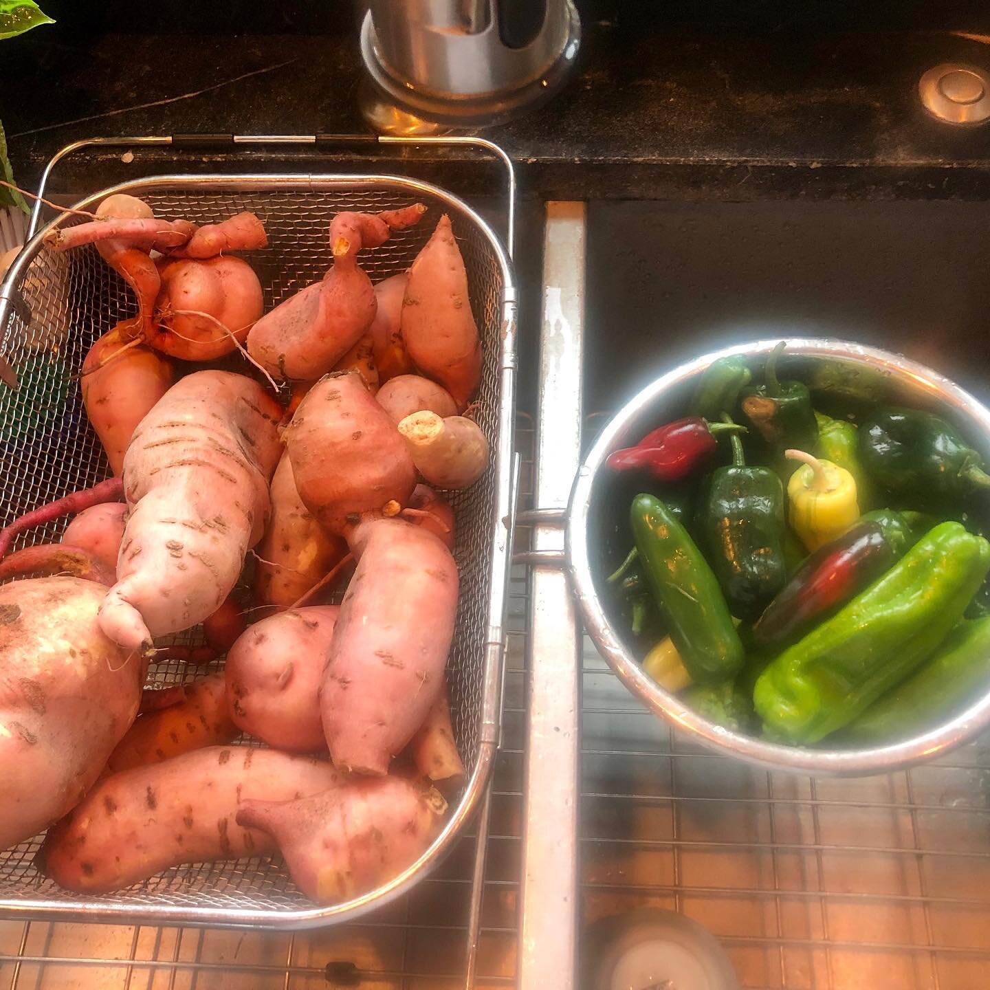 Today&rsquo;s haul from the garden... elbow deep in mud, unearthing these sweet potatoes. I envision sweet potato black bean chili in my very near future! #bounty #cornucopia #gardening #cookingathome #exhausted