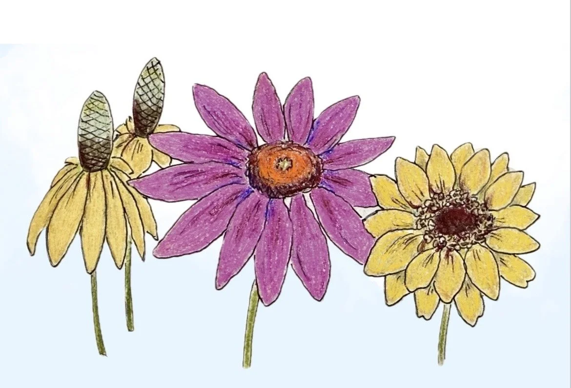 Stroll Sketch: Late Summer Flowers