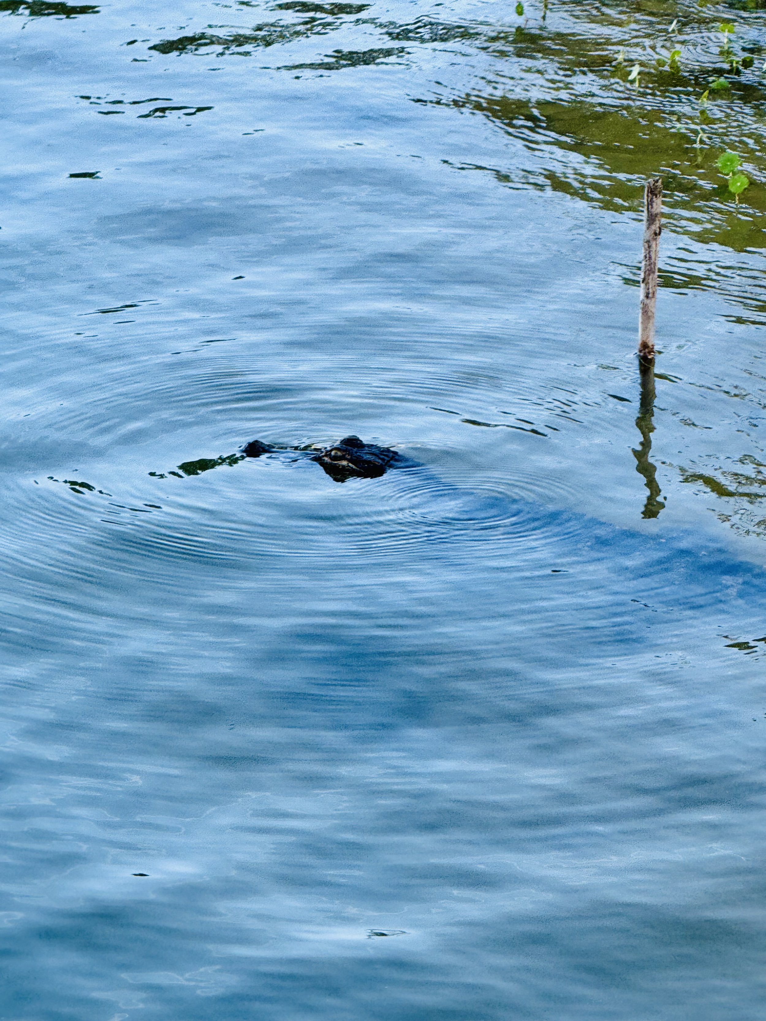 Alligator, Wilmington, North Carolina