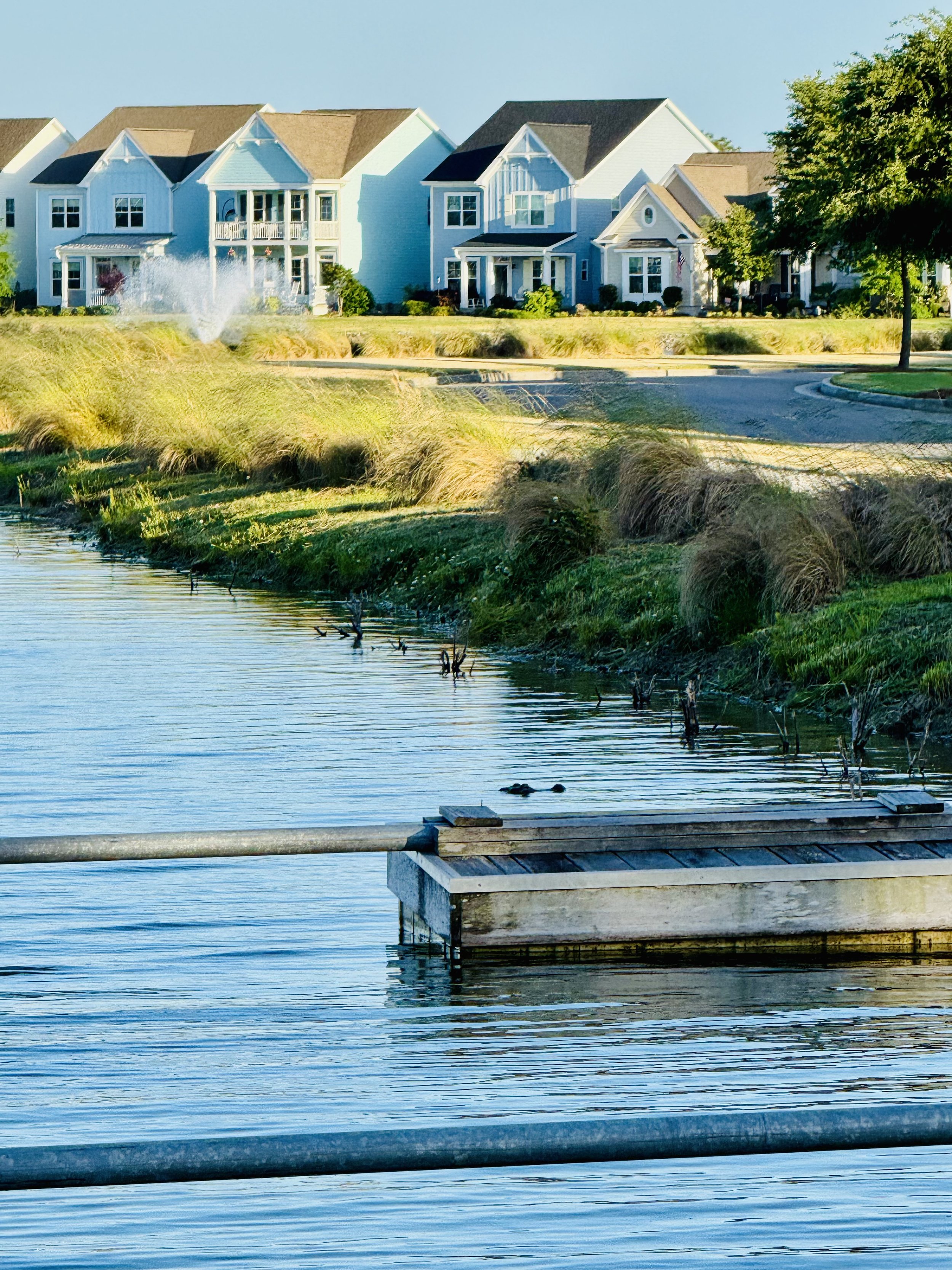 Alligator, Wilmington, North Carolina