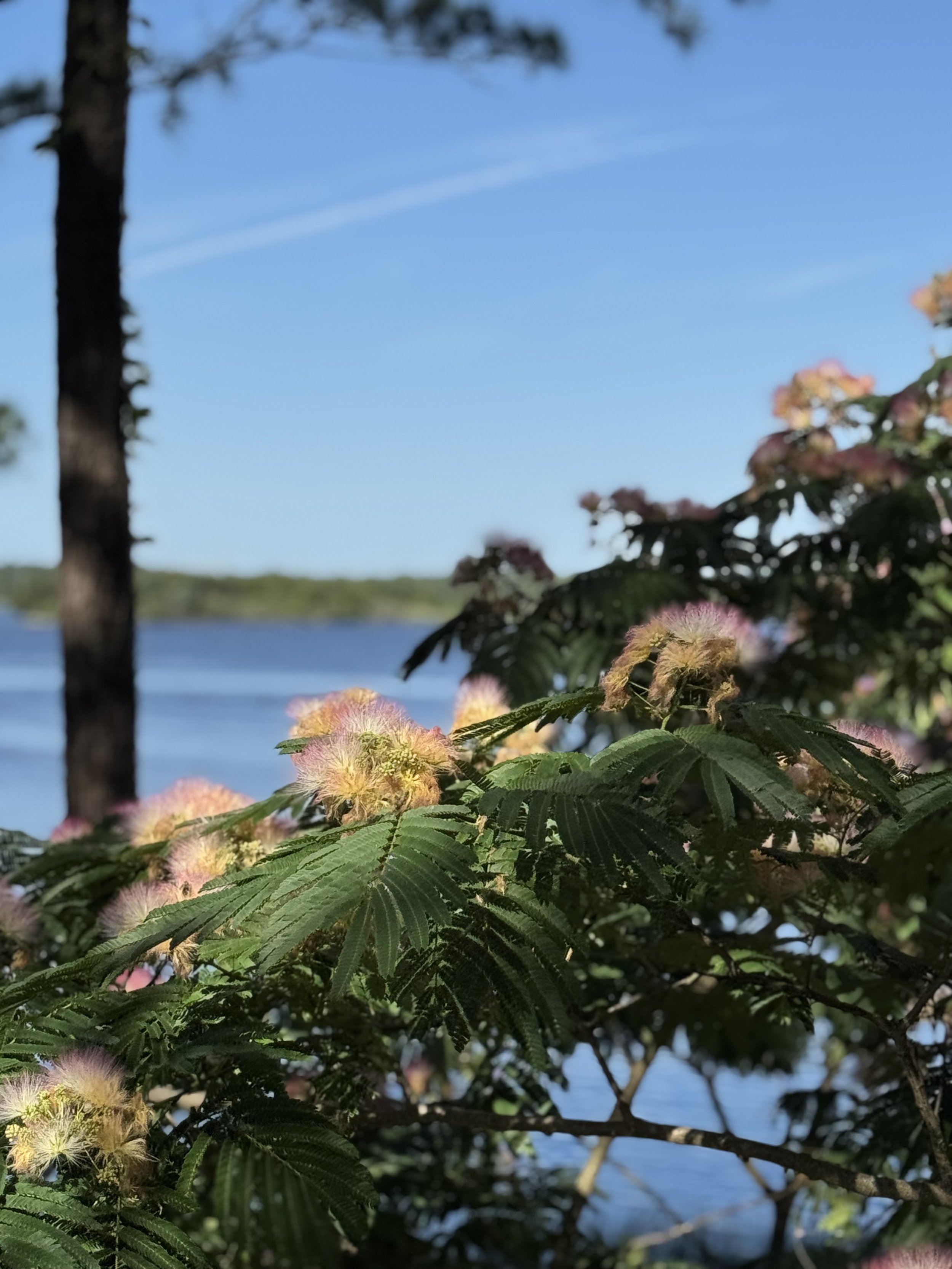 Persian Silk Tree, Wilmington, North Carolina