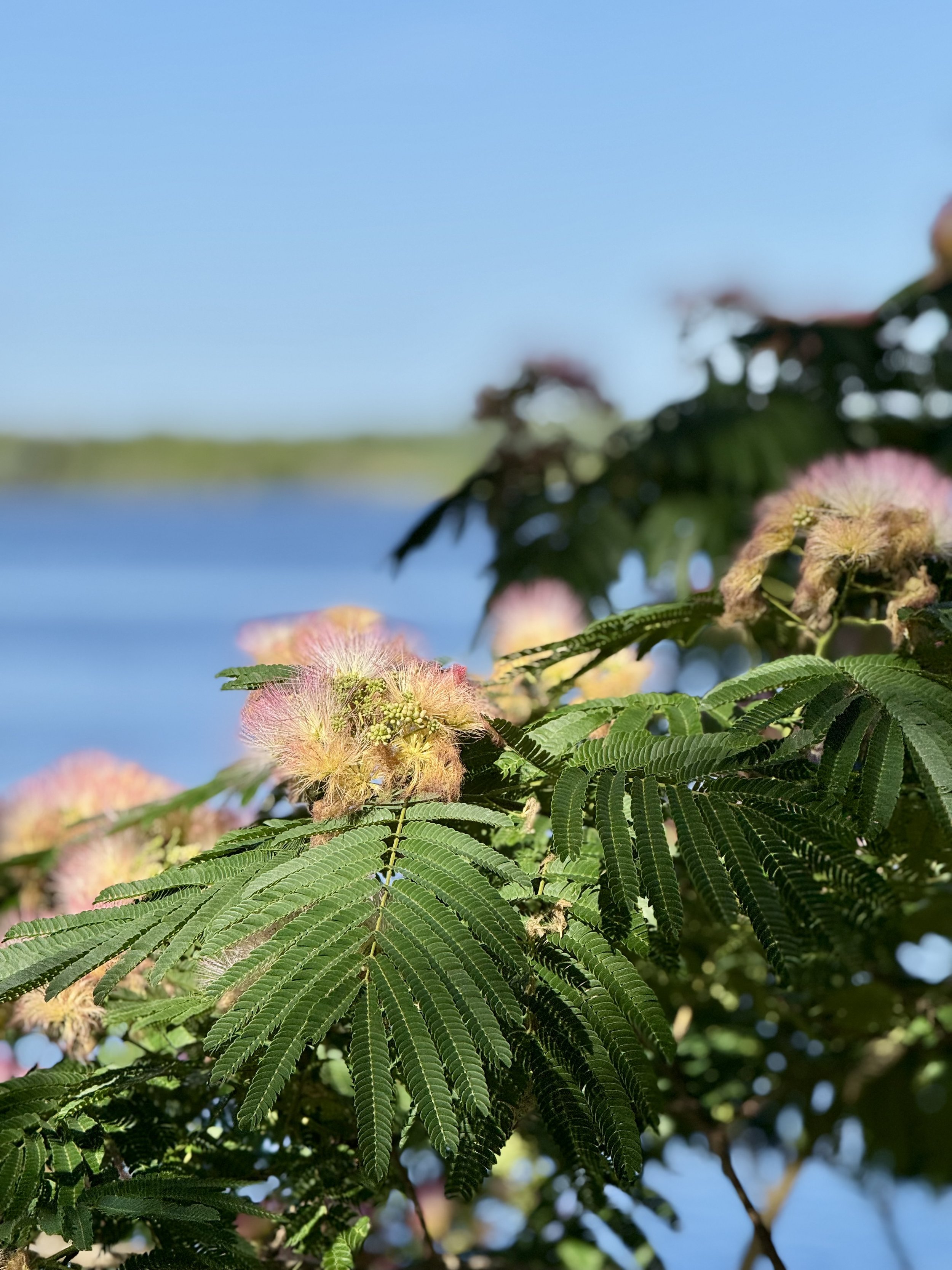 Persian Silk Tree, Wilmington, North Carolina