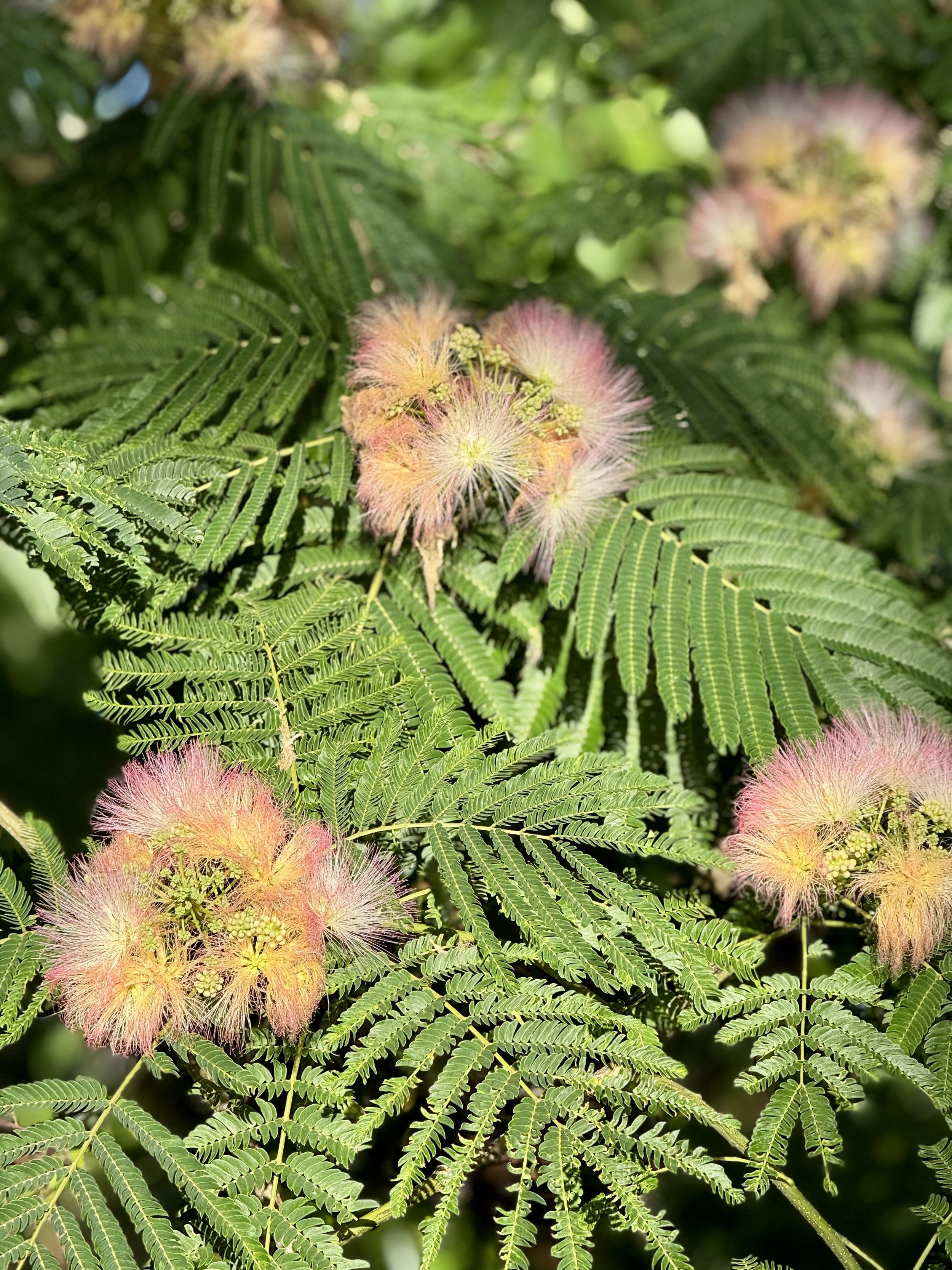 Persian Silk Tree, Wilmington, North Carolina