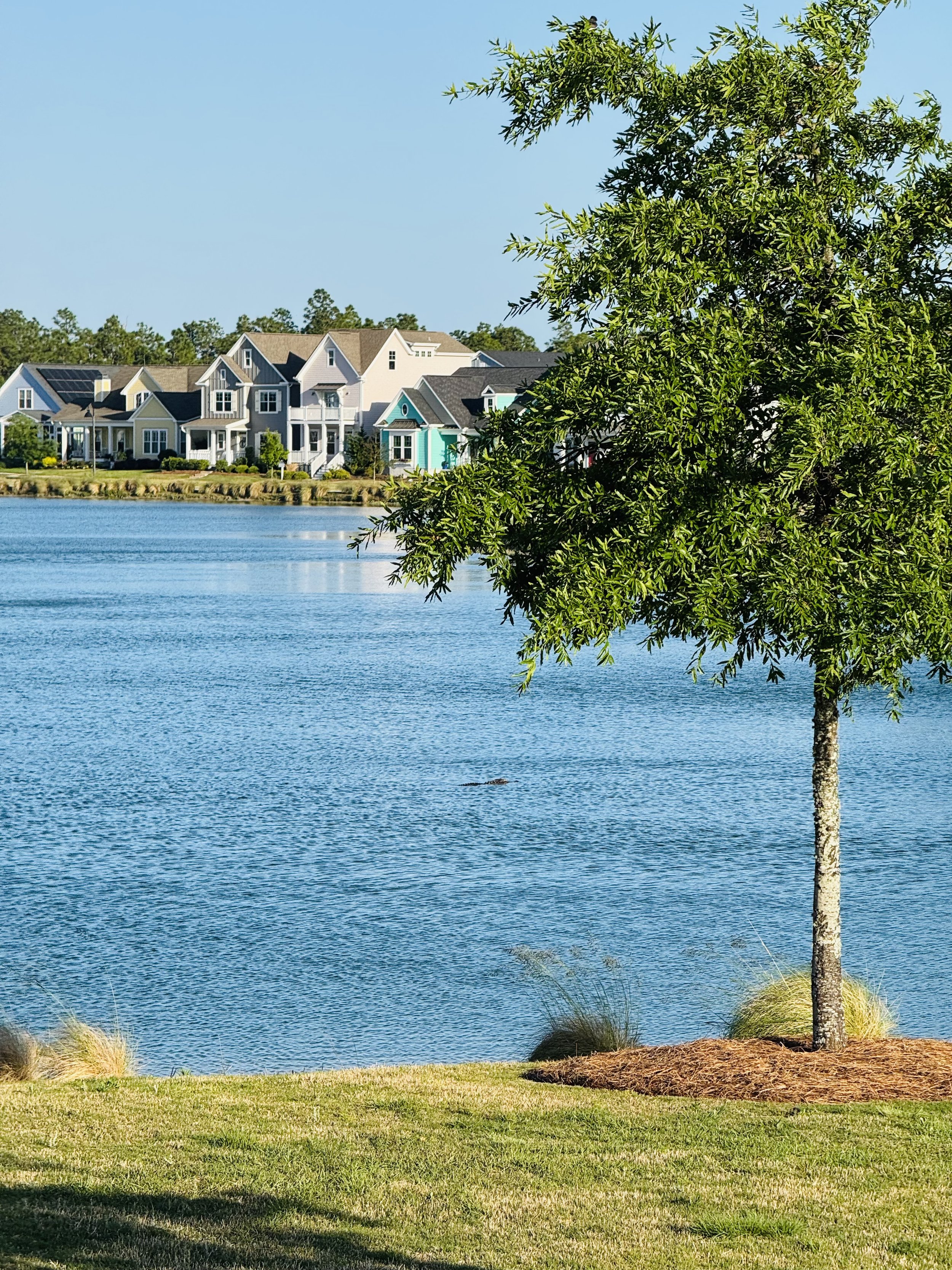 Alligator, Wilmington, North Carolina