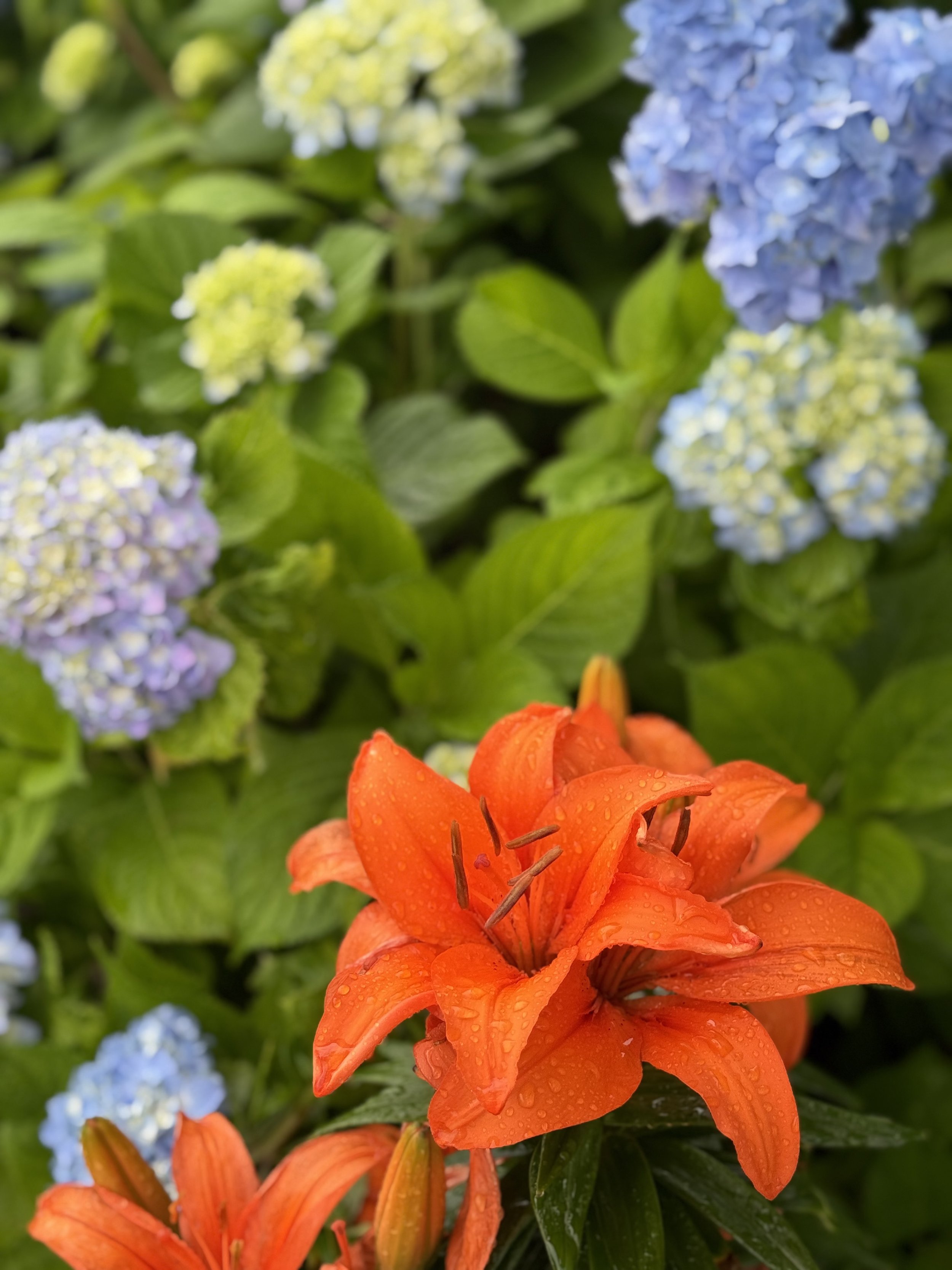 Penny Mac Hydrangea & Orange Lily