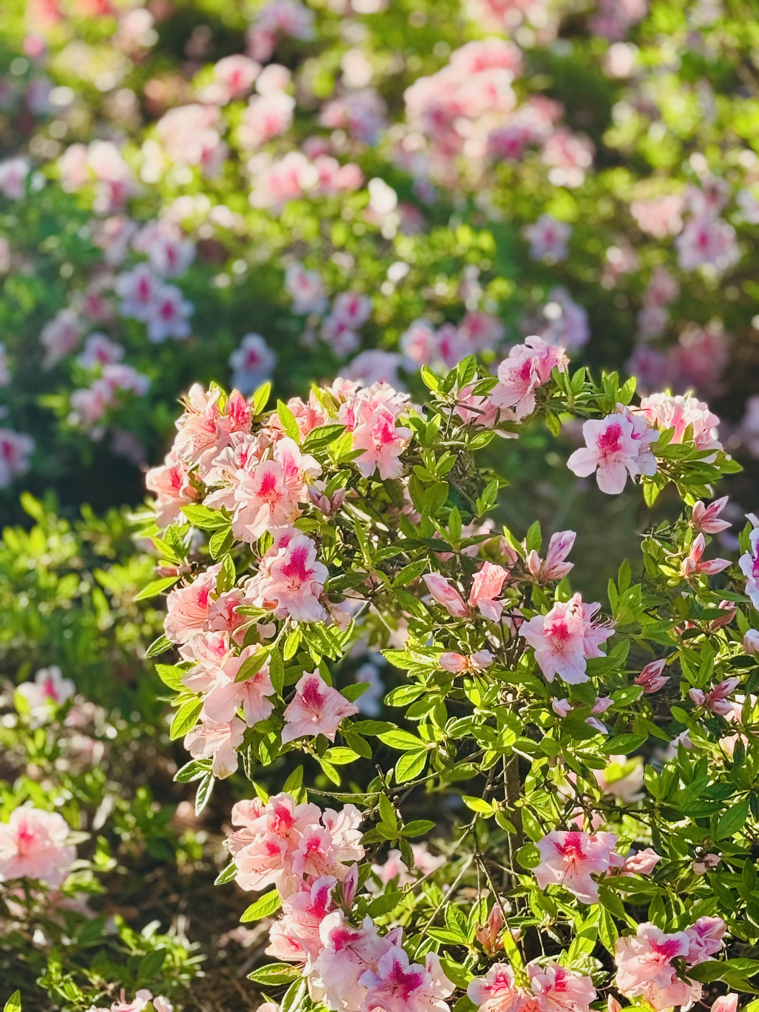 Azalea