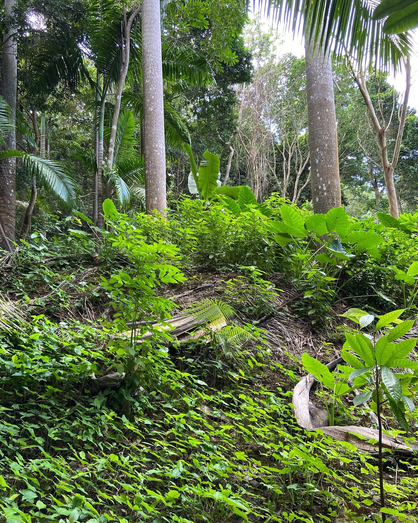 Forest bathing on a beautiful December day here at @cocohillforest 

So many beautiful greens to feast the eyes on and zero filters on any of the images. After months of rains, everything here is lush and abundant.

Come calm your soul and feed your 