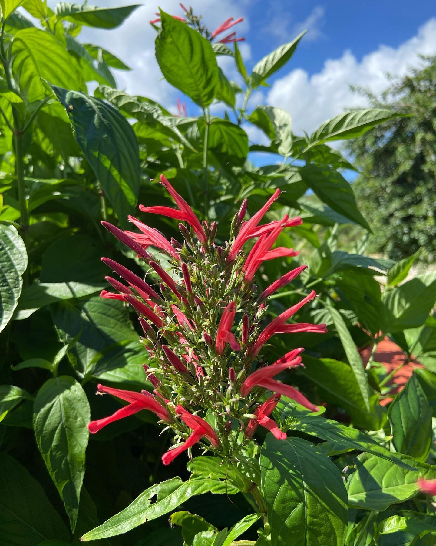 Absolutely gorgeous day at A Garden of Hope at @walkersreservebarbados weeding my small mother plot earlier this morning. Most of the plants are very happy in their sanctuary including the blood root, gully root, prickly pear, and Cerasee. I&rsquo;m 