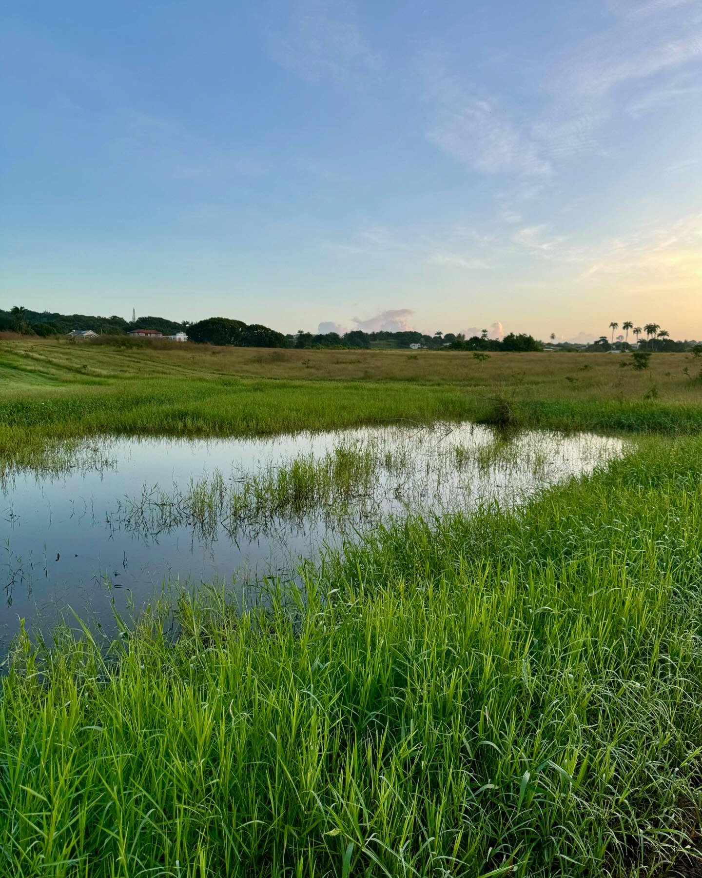 St. Augustine said, &ldquo;It is solved by walking.&rdquo;
Grateful for the dawn&rsquo;s beauty, these fields for walking and the beginning of a new day.

#dawn #morninglight #walkingasritual
