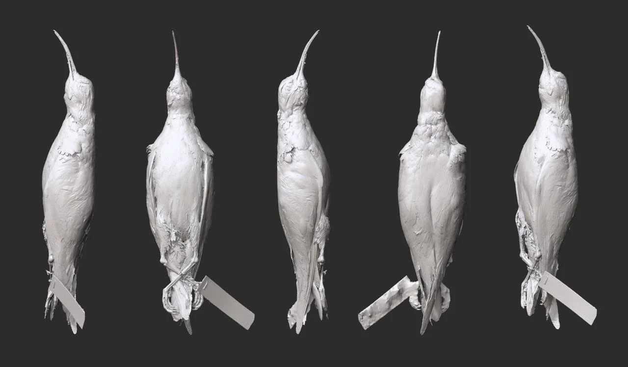 #1.EskimoCurlew_merged.jpeg