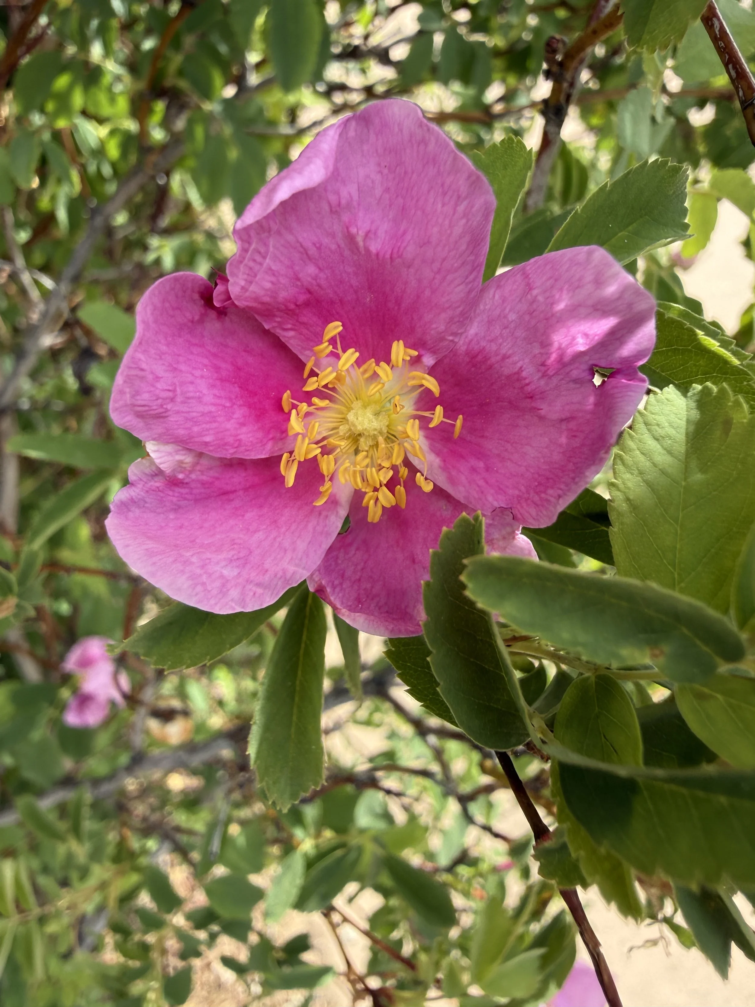 IMG_8126.jpeg