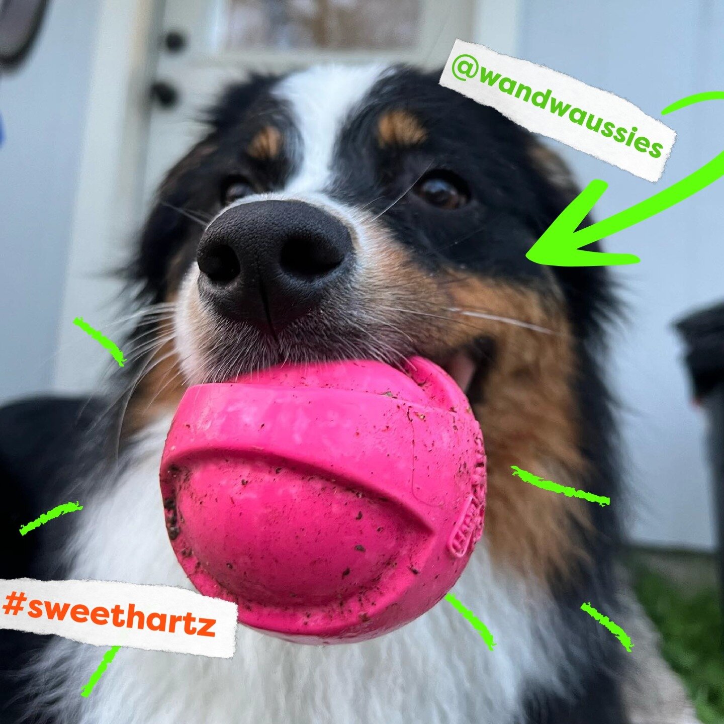 @wandwaussies wants you to see her favorite toy in the whole wide world, the #HartzDuraPlay ball! Get outside and play some fetch today and show us your pup&rsquo;s favorite Hartz toy. 🎾🧡 #Sweethartz #UnconditionalLove